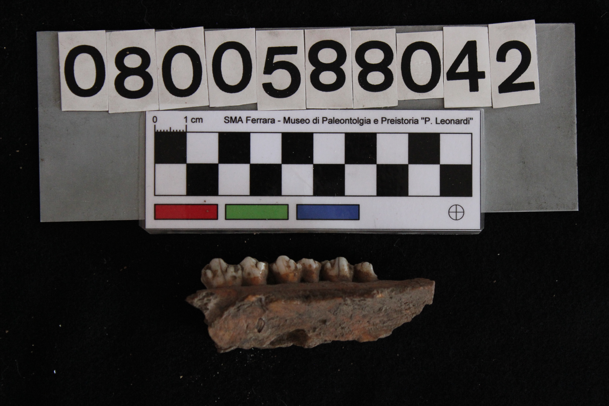 fossile (Sus scrofa, mascellare, esemplare)