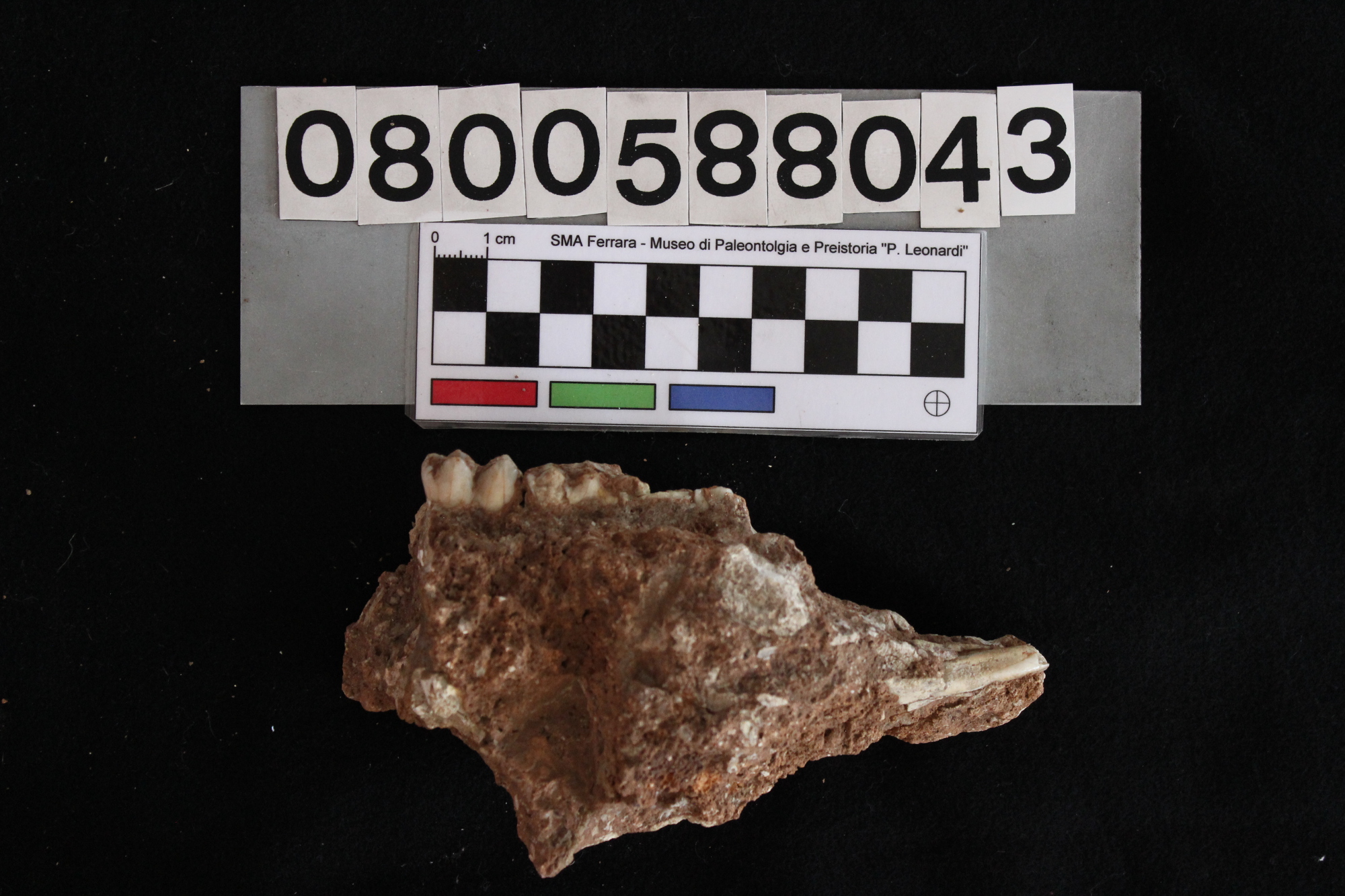 fossile (Sus scrofa, mandibola, esemplare)