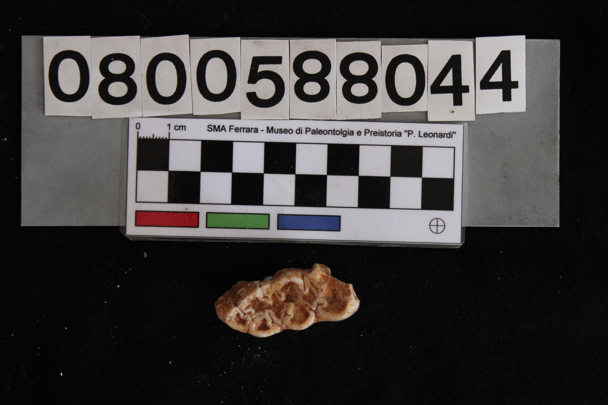 fossile (Sus scrofa, dente, esemplare)