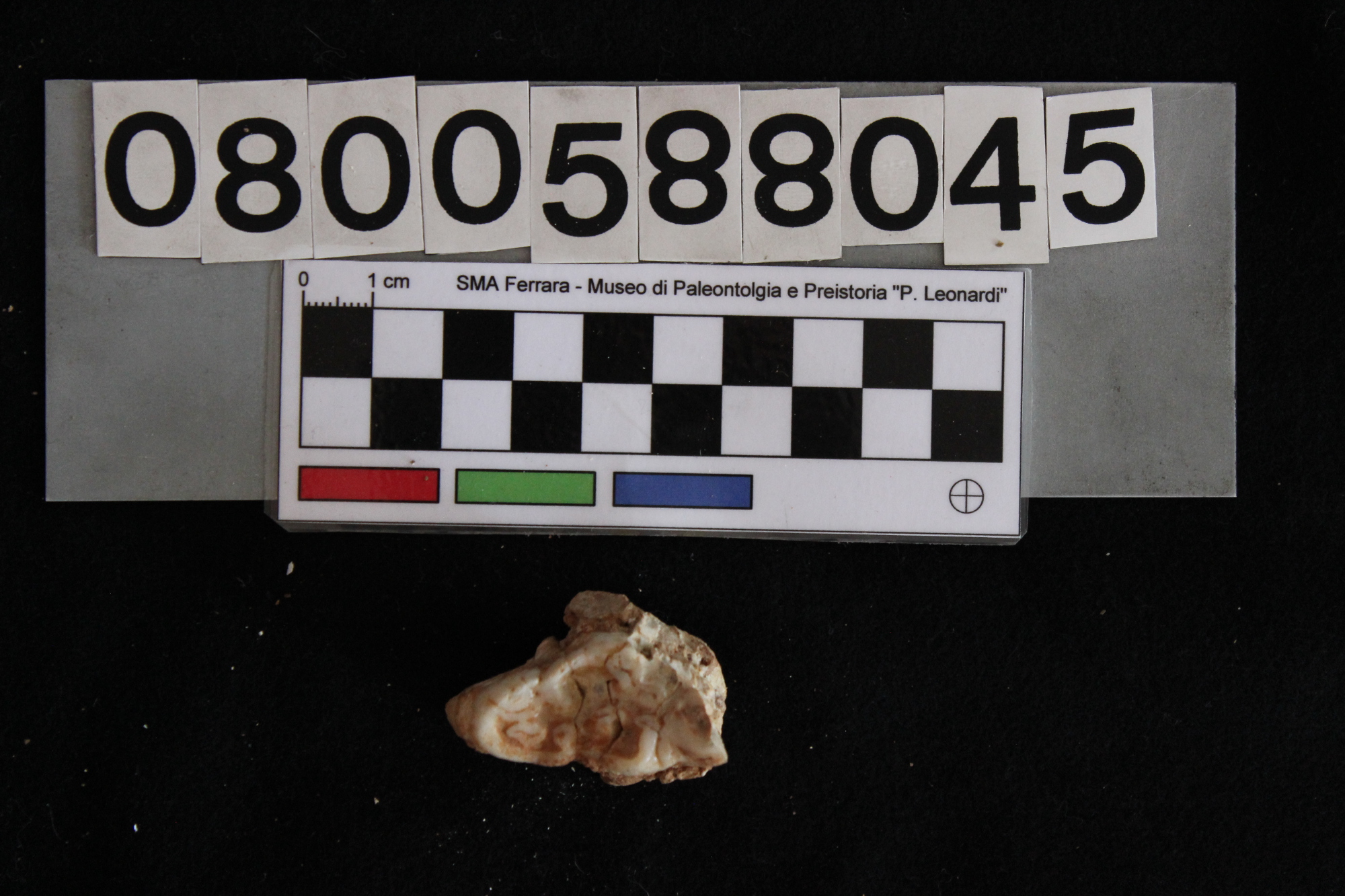 fossile (Sus scrofa, dente, esemplare)