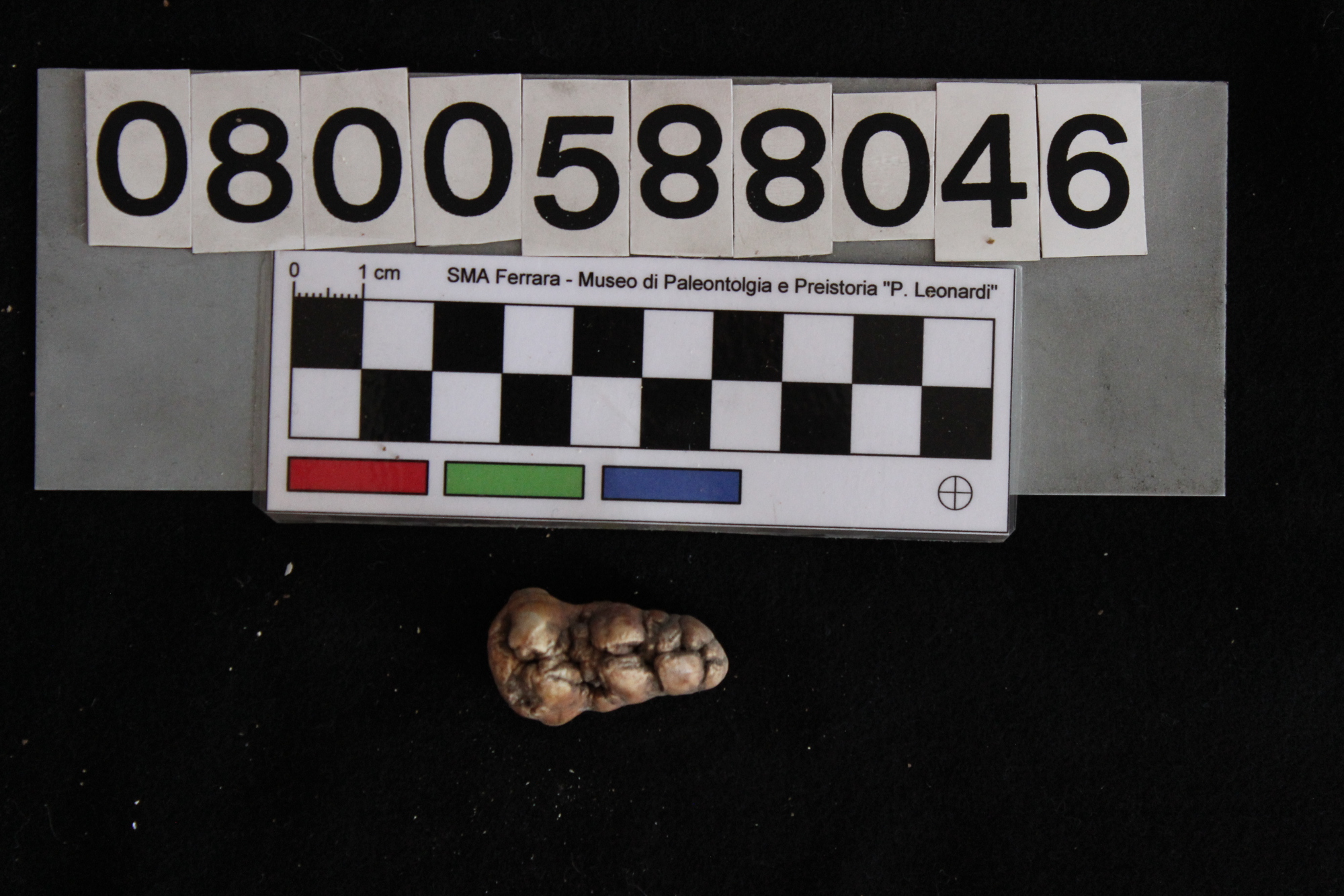 fossile (Sus sp., dente, esemplare)