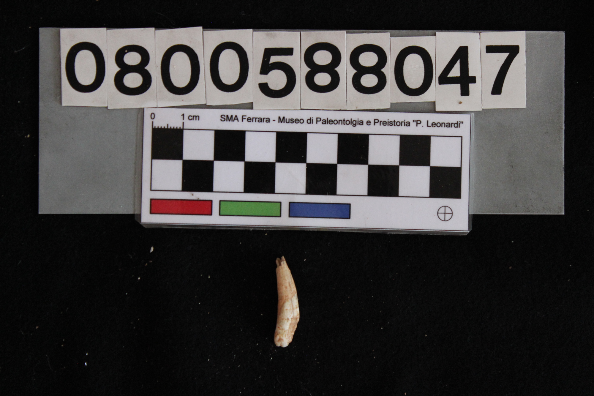 fossile (Sus sp., dente, esemplare)