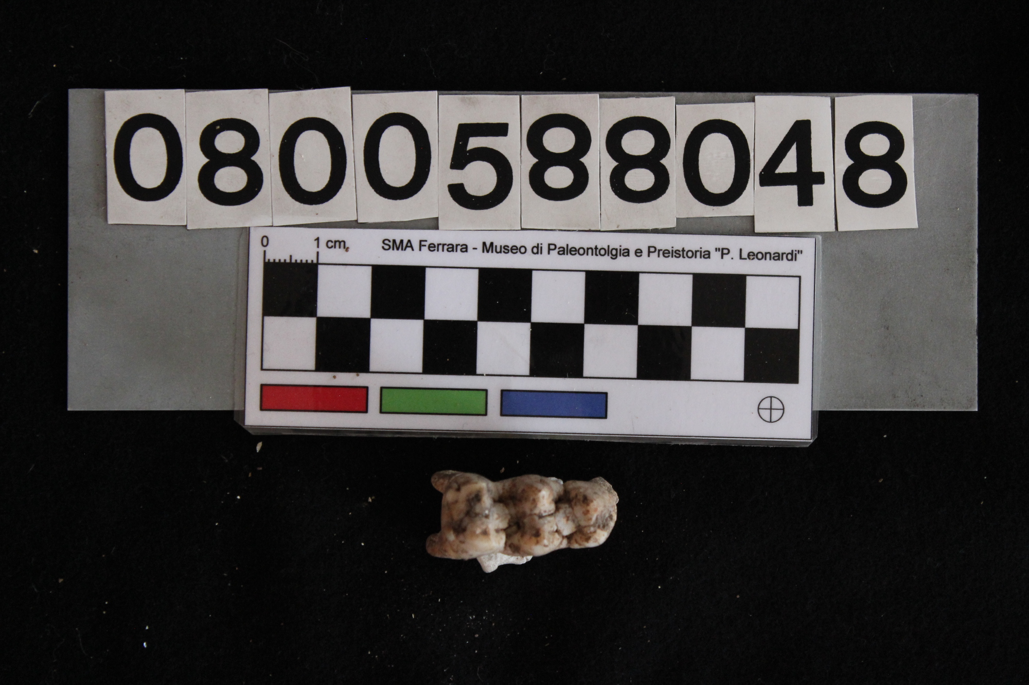 fossile (Sus scrofa domesticus, dente, esemplare)