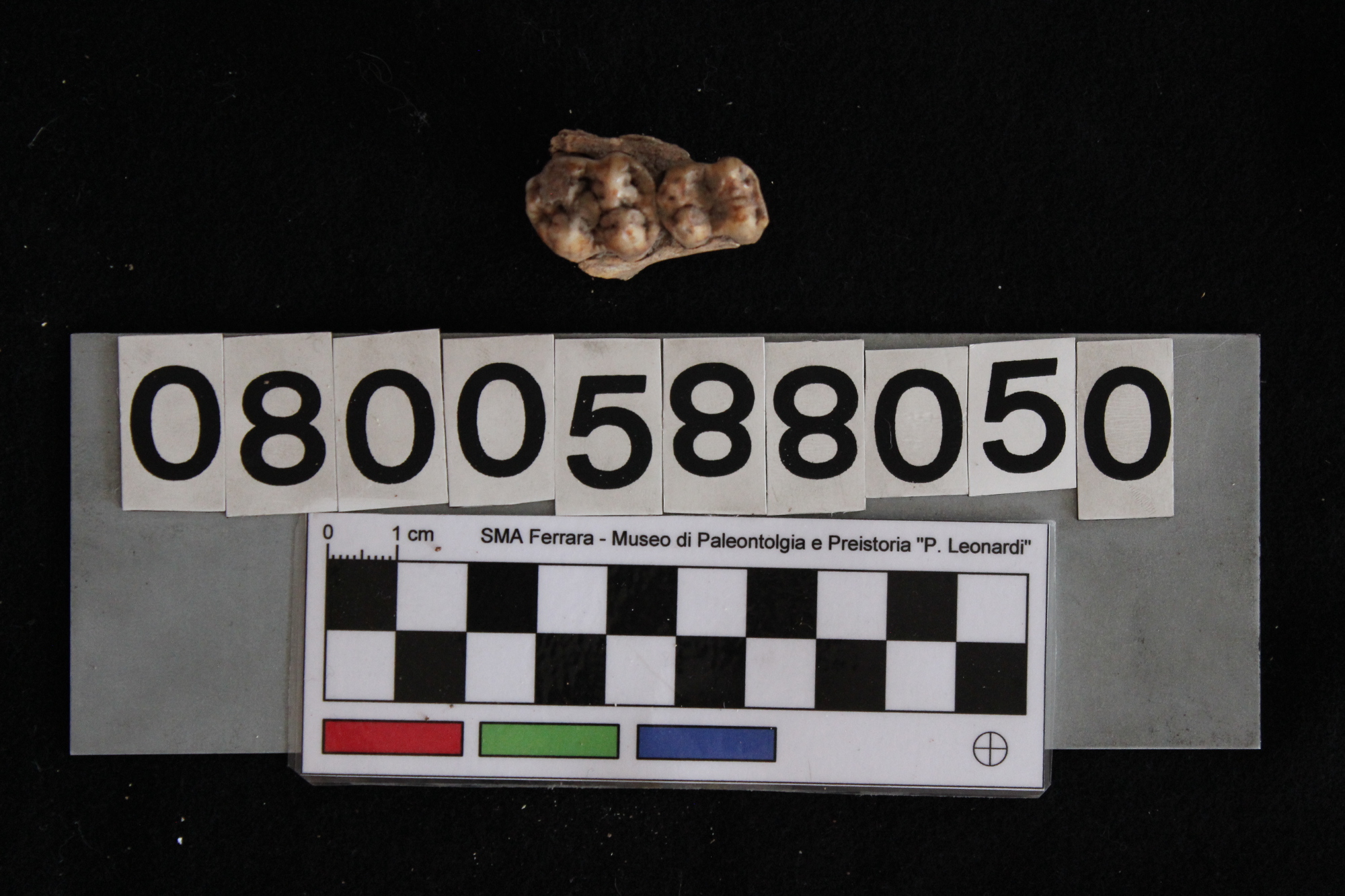 fossile (Sus scrofa domesticus, mascellare, esemplare)