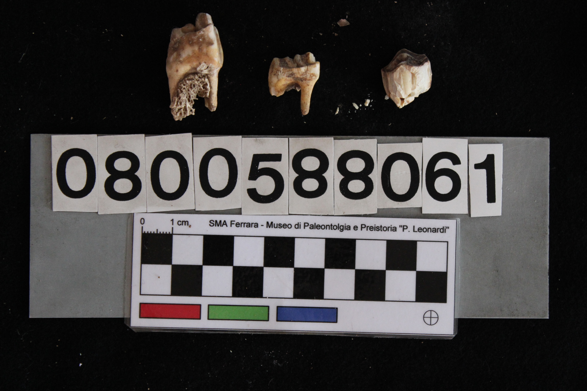 fossile (Cervus elaphus, denti, serie)