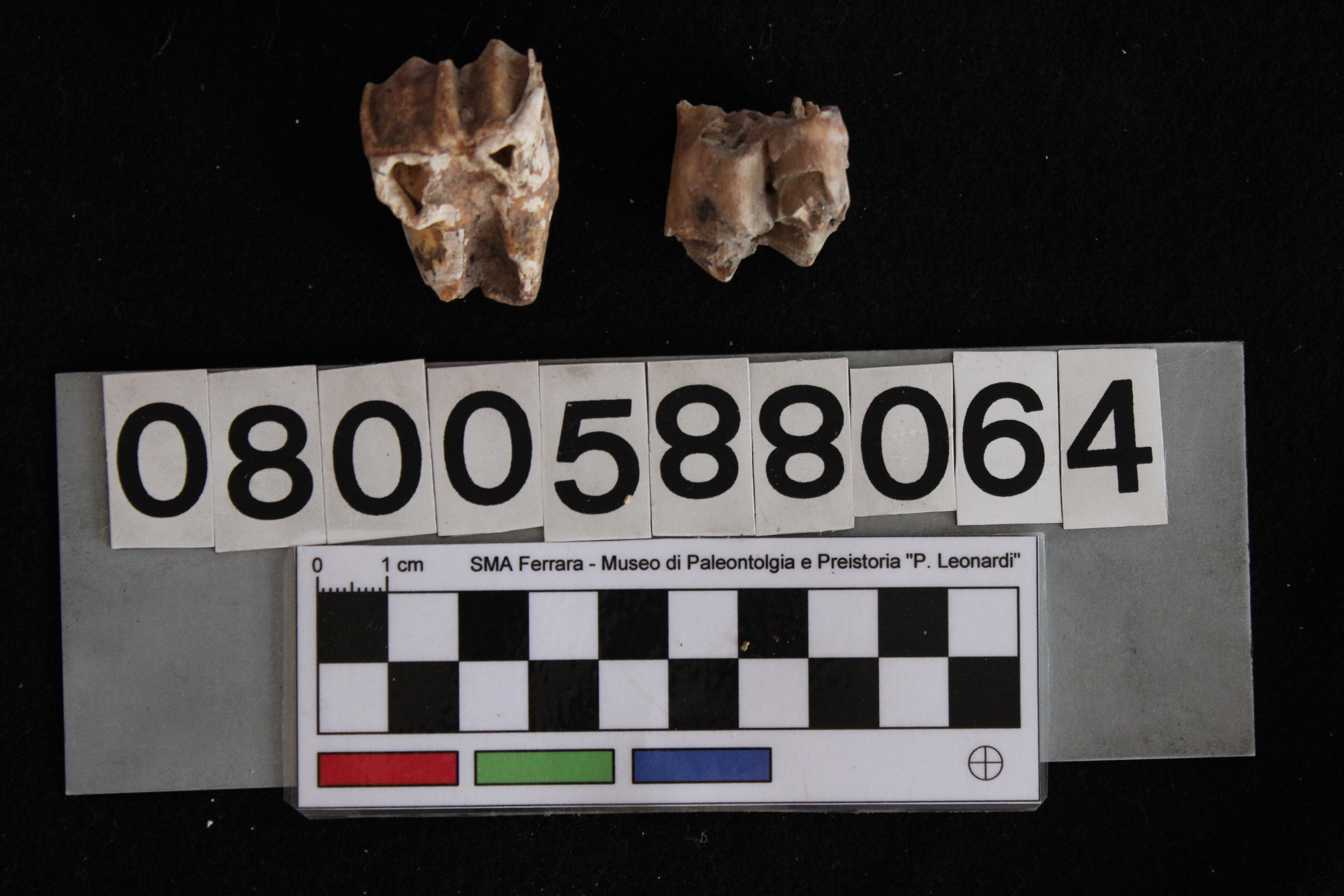 fossile (Cervus elaphus, denti, serie)