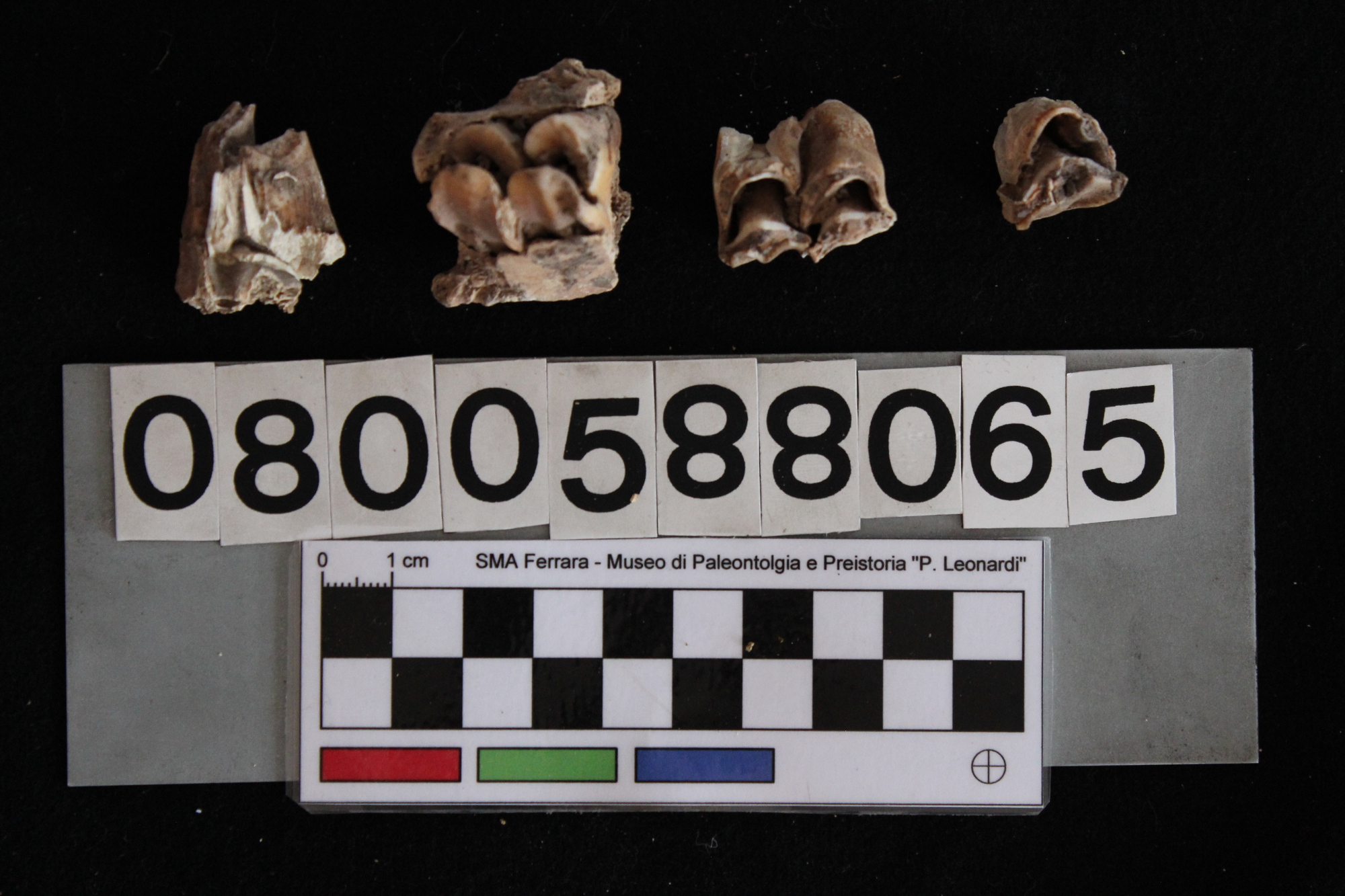 fossile (Cervus elaphus, denti, serie)