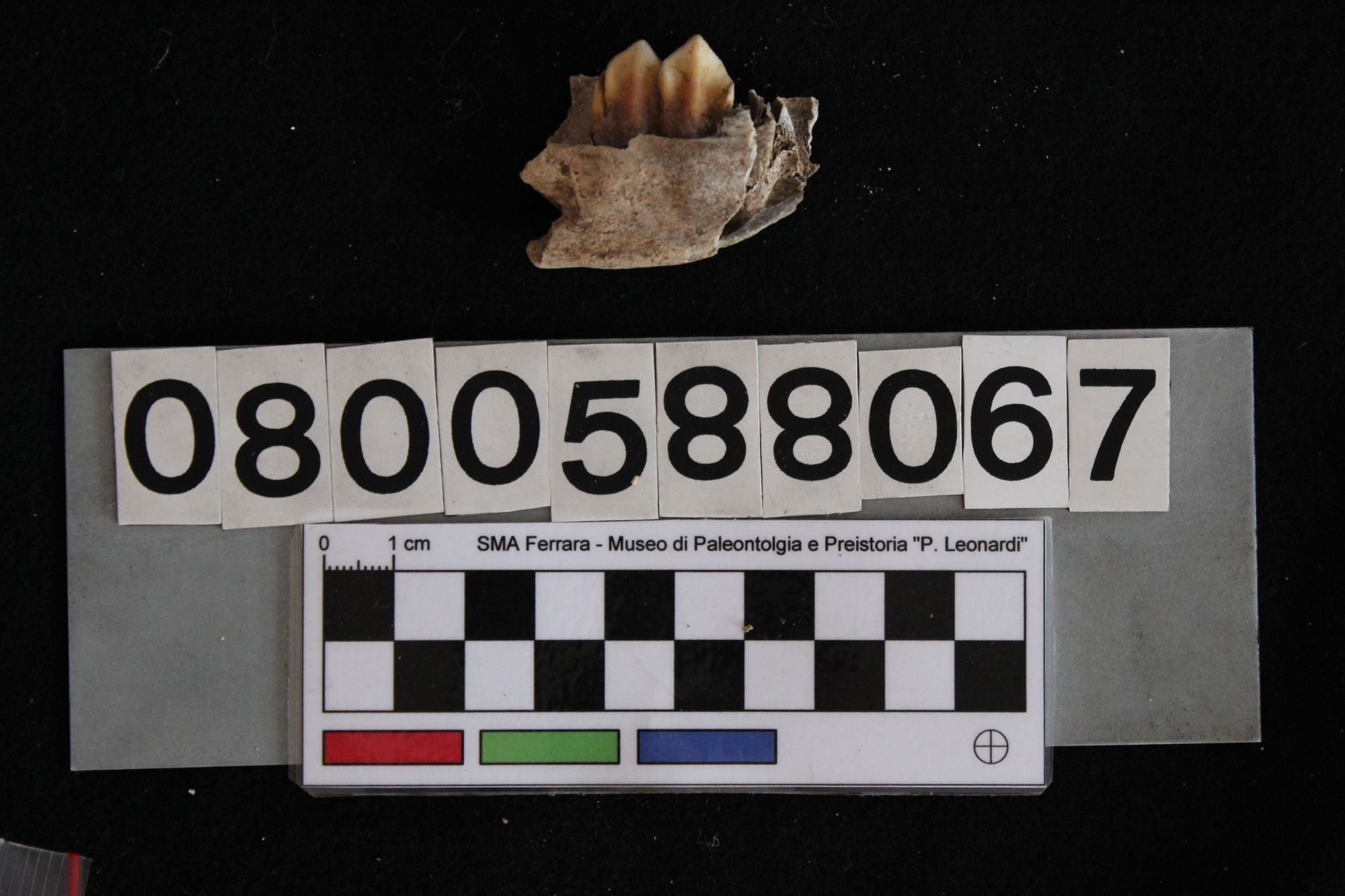 fossile (Cervus elaphus, mandibola, esemplare)