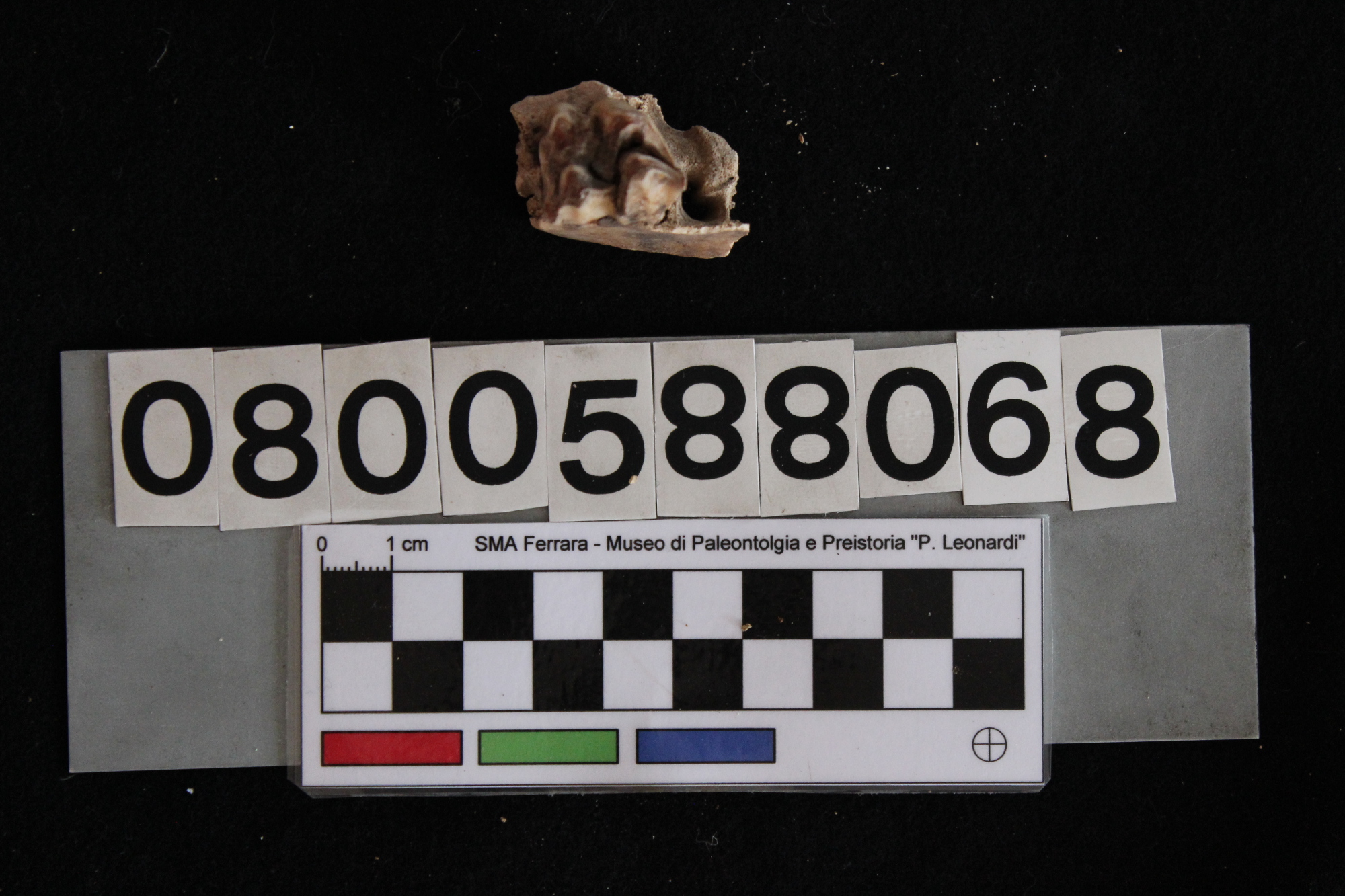 fossile (Cervus elaphus, dente, esemplare)