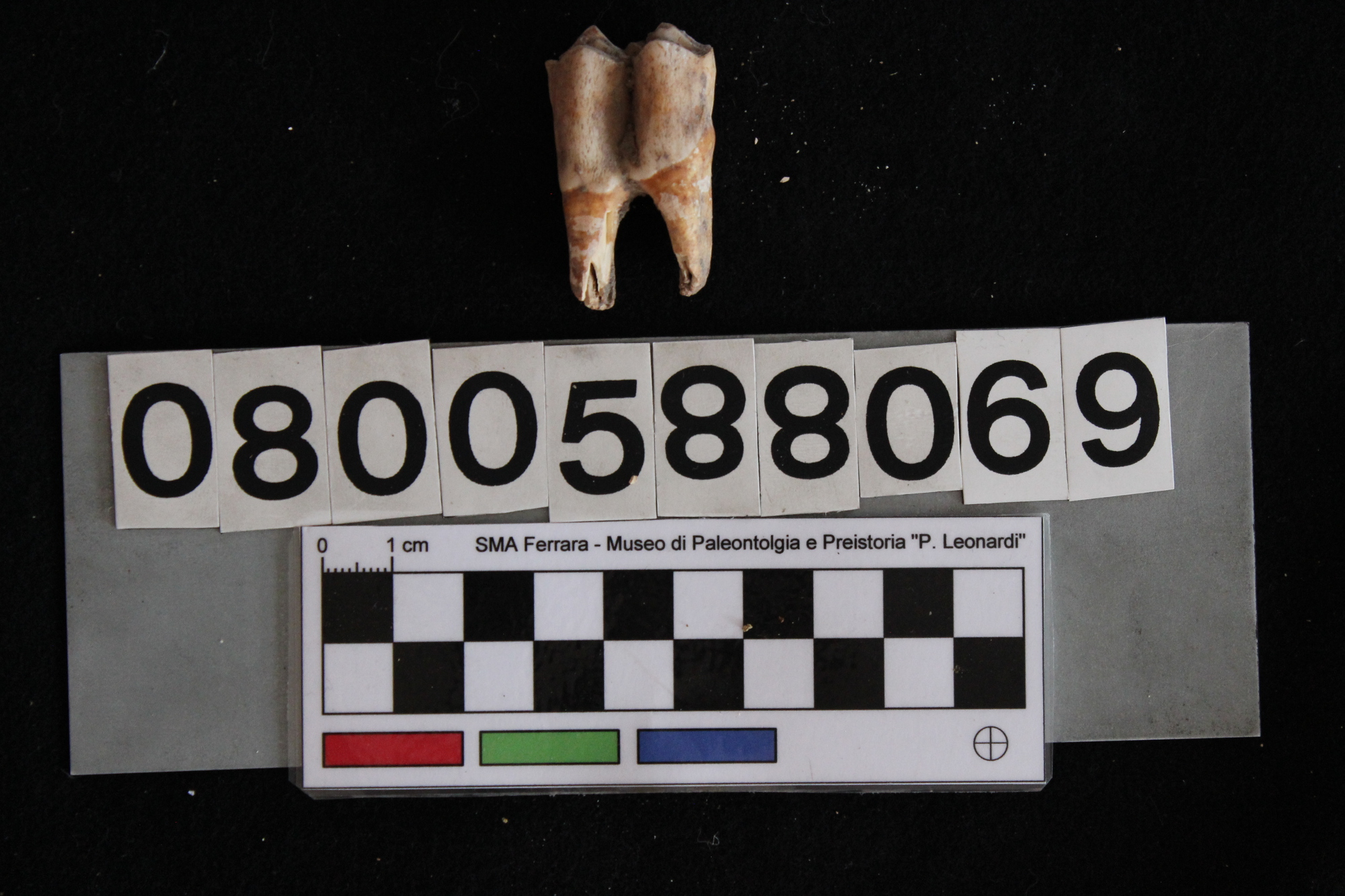 fossile (Cervus elaphus, dente, esemplare)