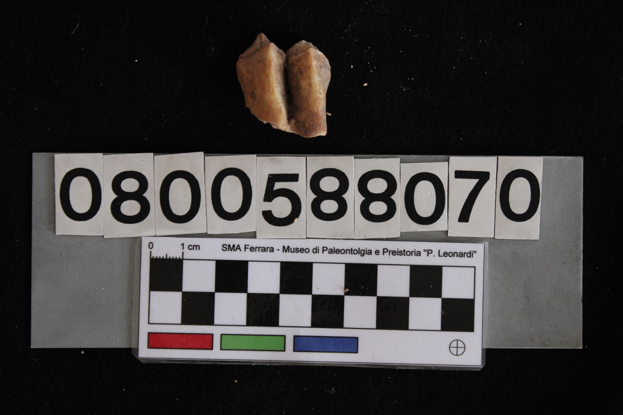 fossile (Cervus elaphus, dente, esemplare)