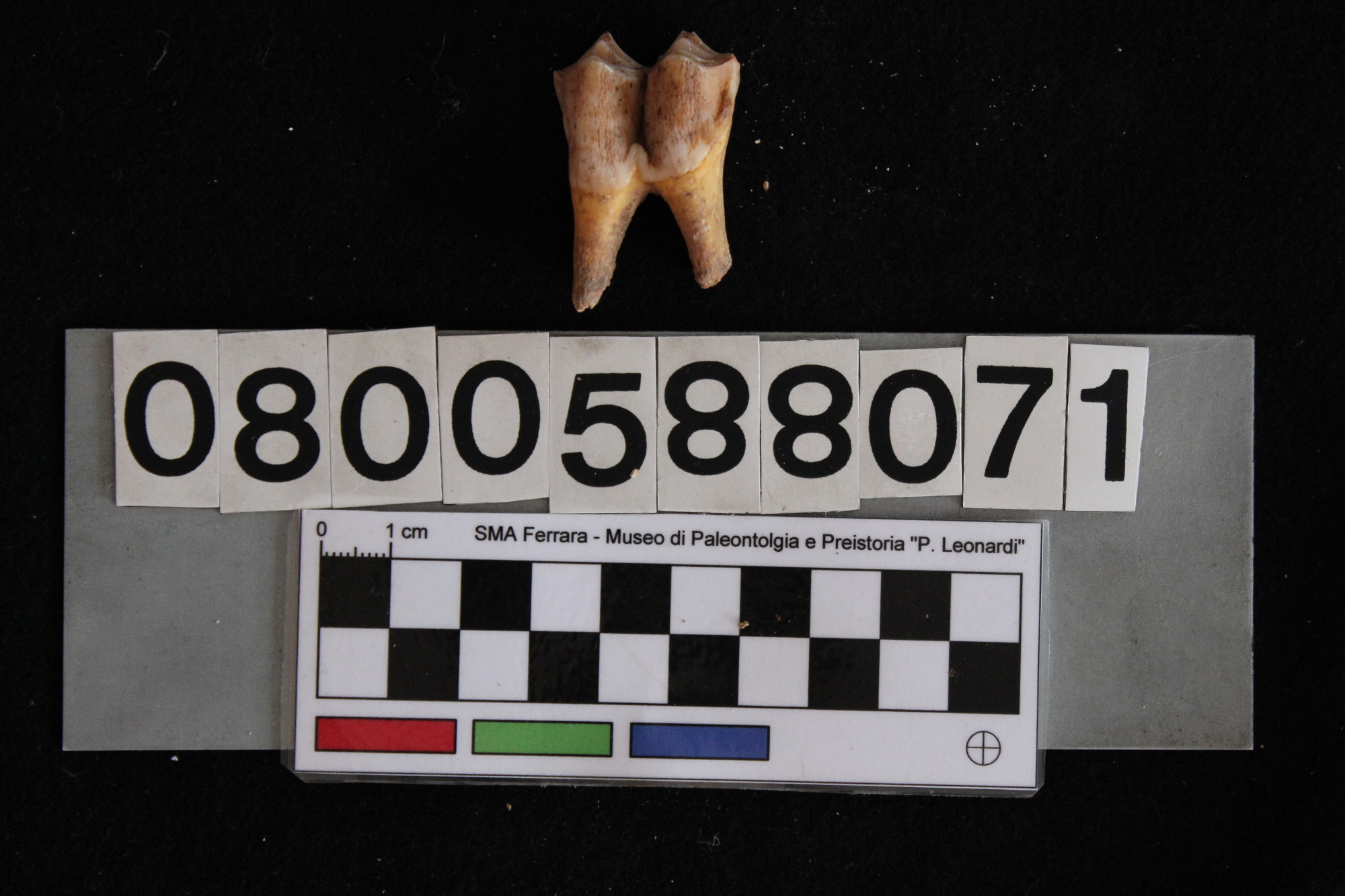 fossile (Cervus elaphus, dente, esemplare)