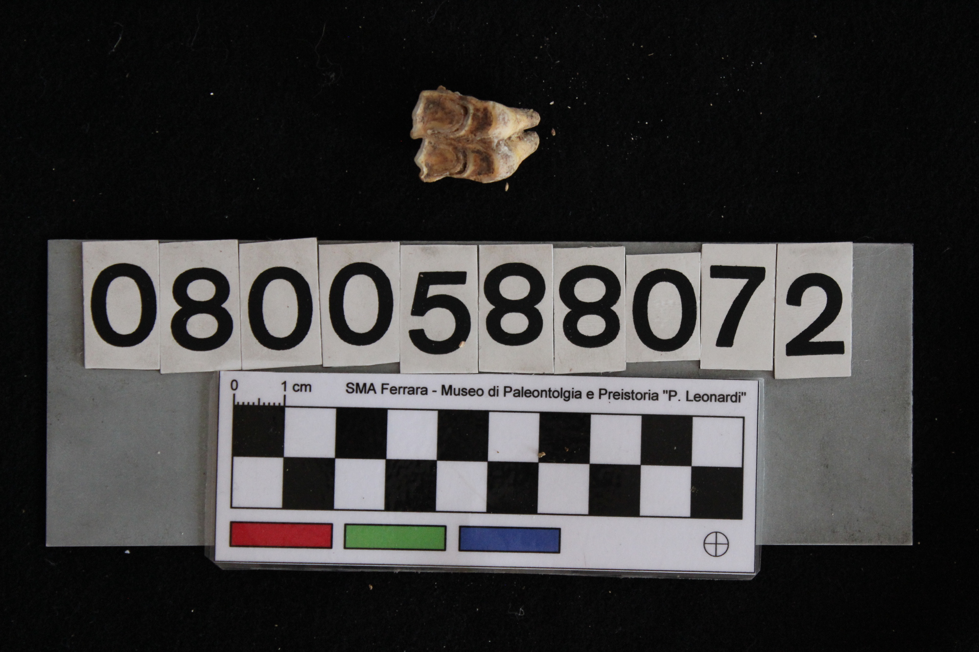 fossile (Cervus elaphus, dente, esemplare)