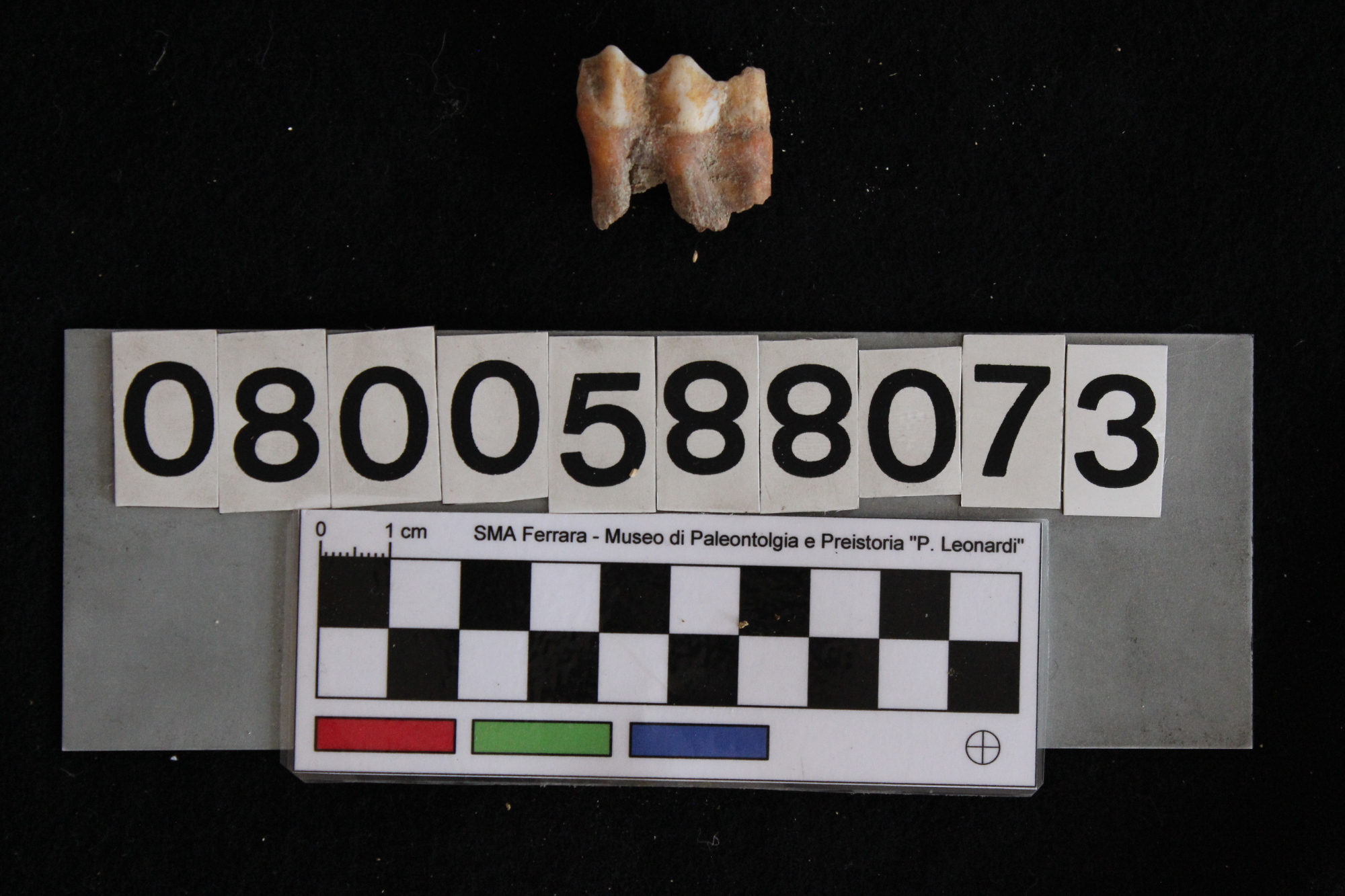 fossile (Cervus elaphus, dente, esemplare)