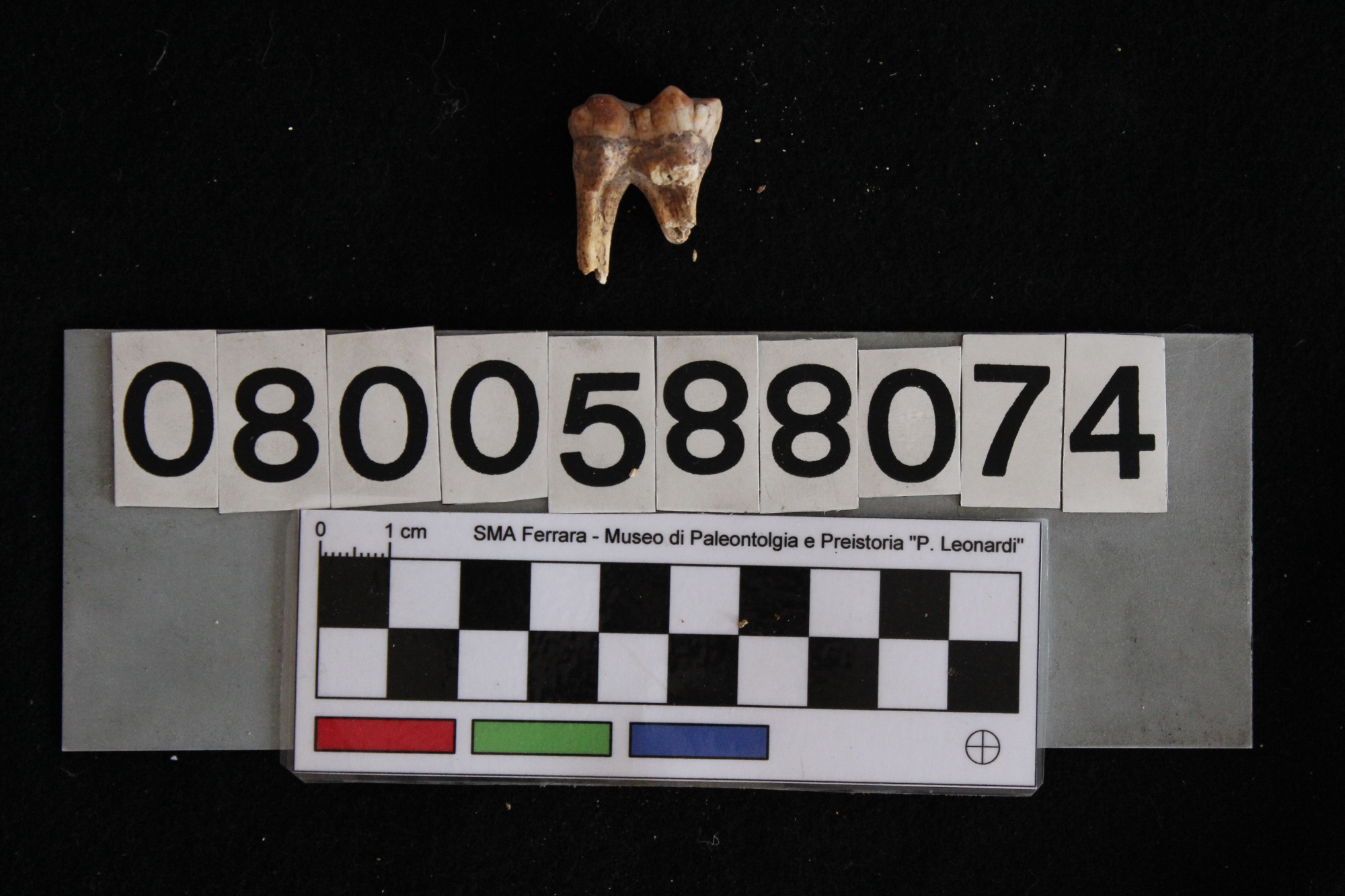 fossile (Sus scrofa, dente, esemplare)