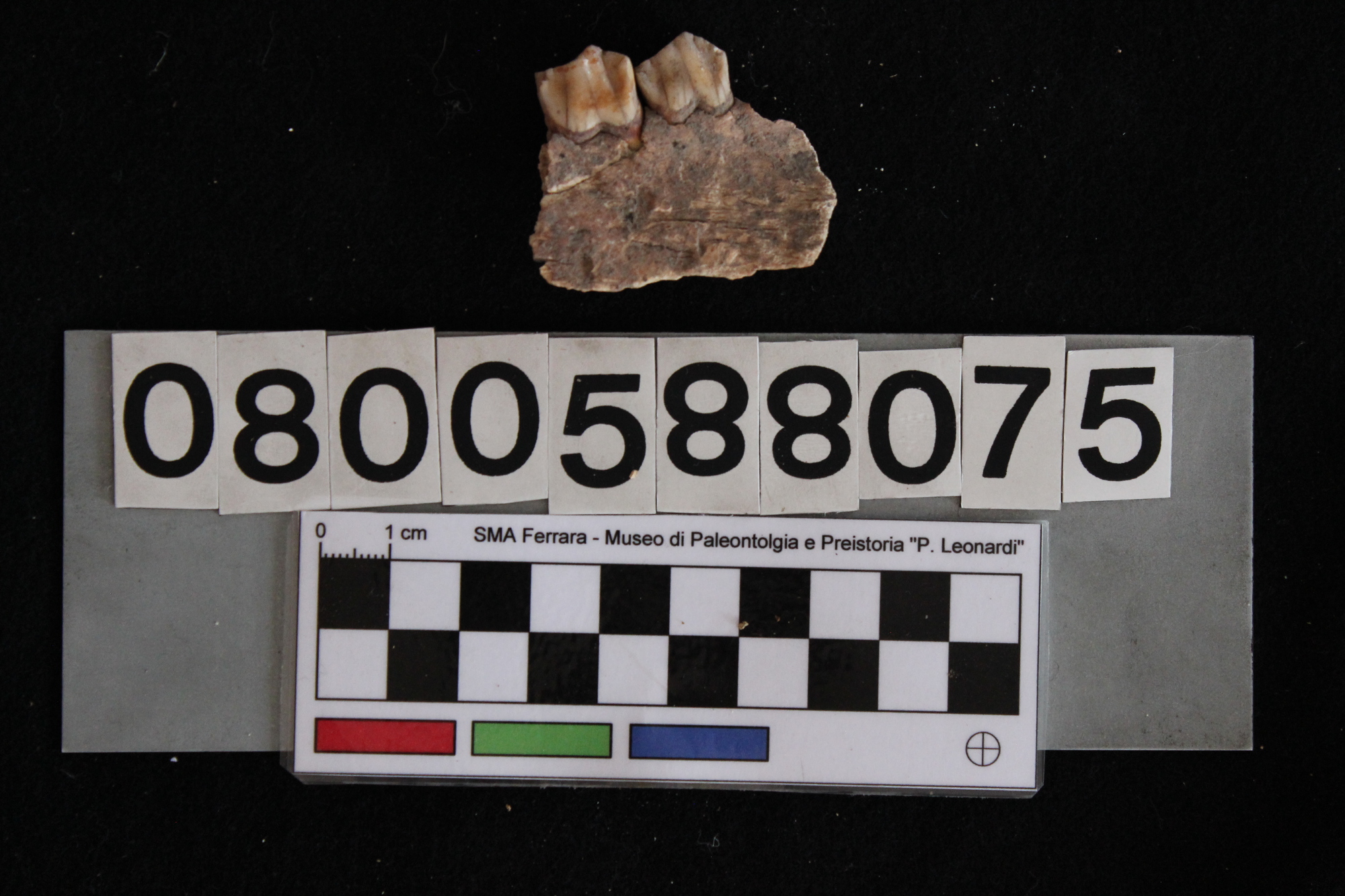 fossile (Sus scrofa, mandibola, esemplare)