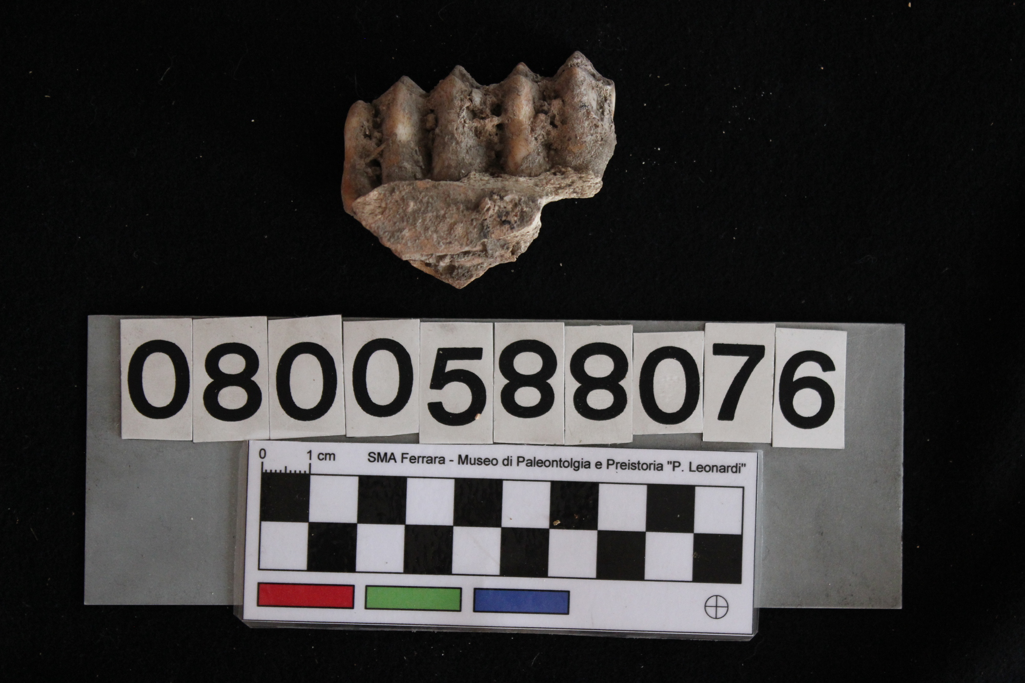 fossile (Cervus elaphus, mandibola, esemplare)