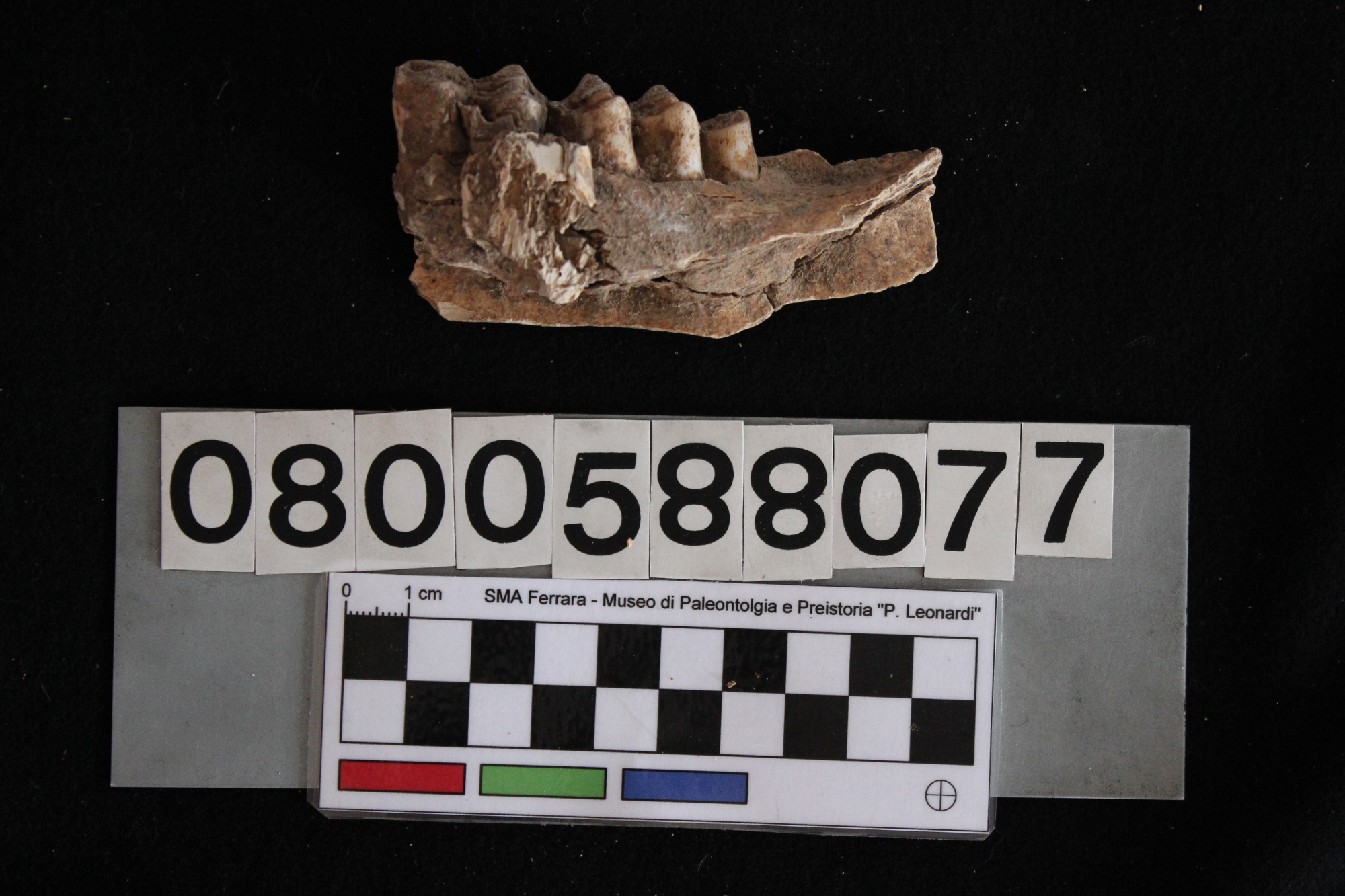 fossile (Cervus elaphus, mandibola, esemplare)