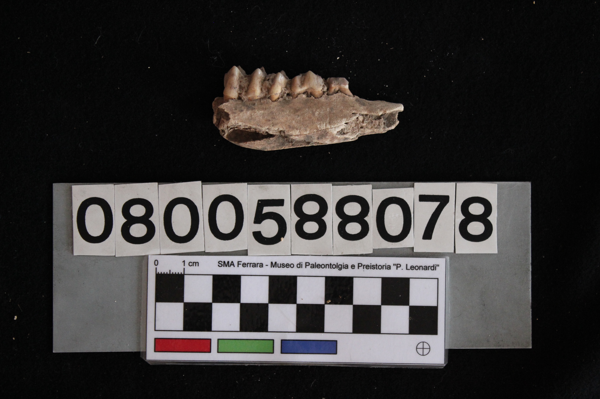 fossile (Cervus elaphus, mandibola, esemplare)