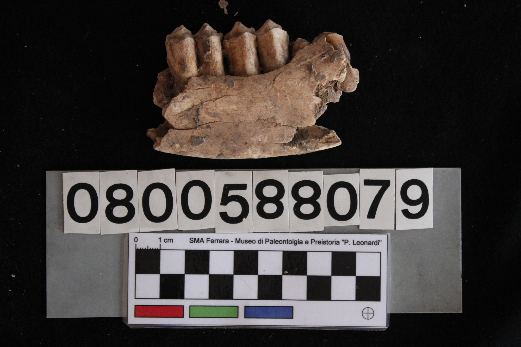 fossile (Cervus elaphus, mandibola, esemplare)