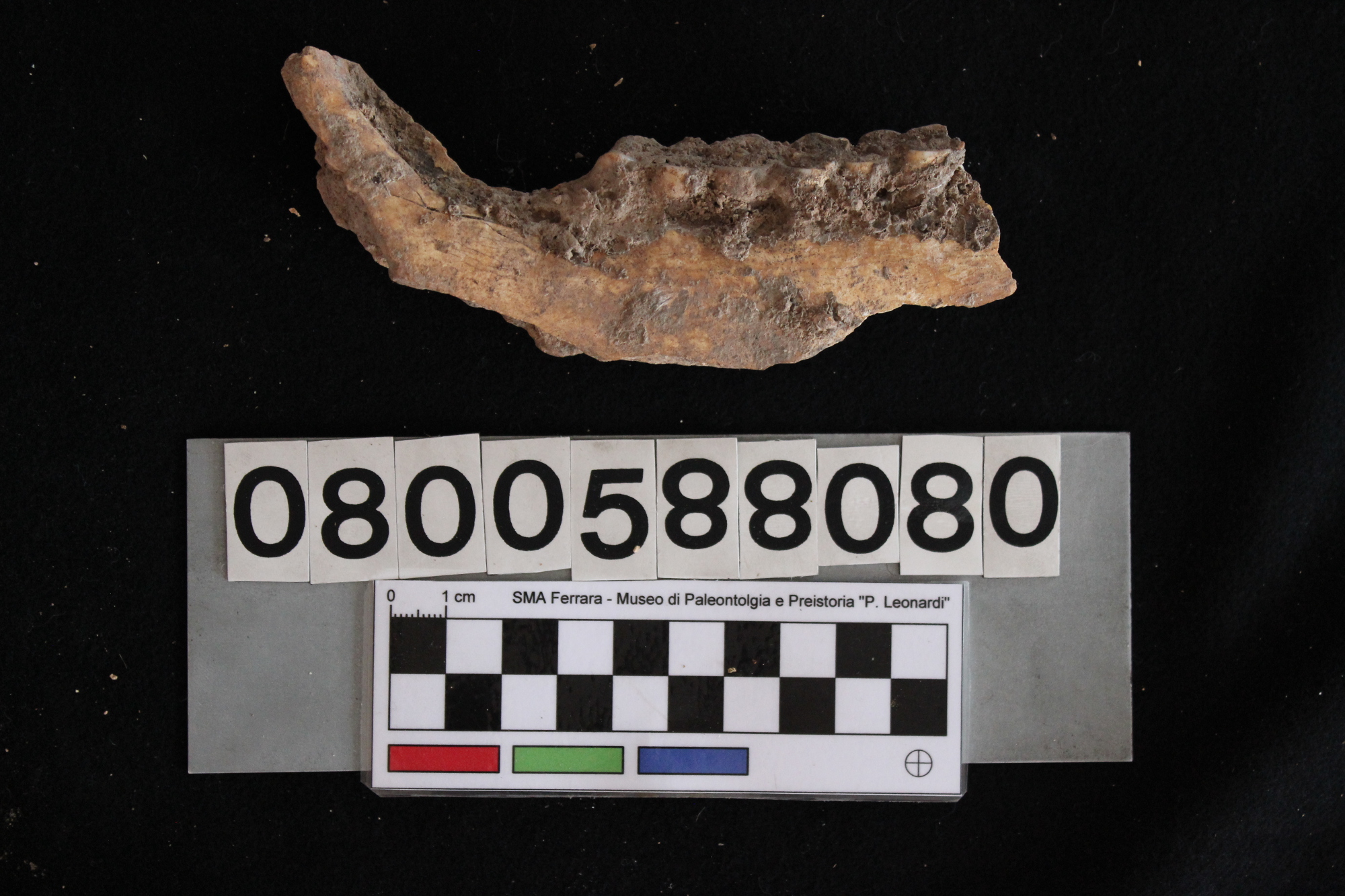 fossile (Cervus elaphus, mandibola, esemplare)