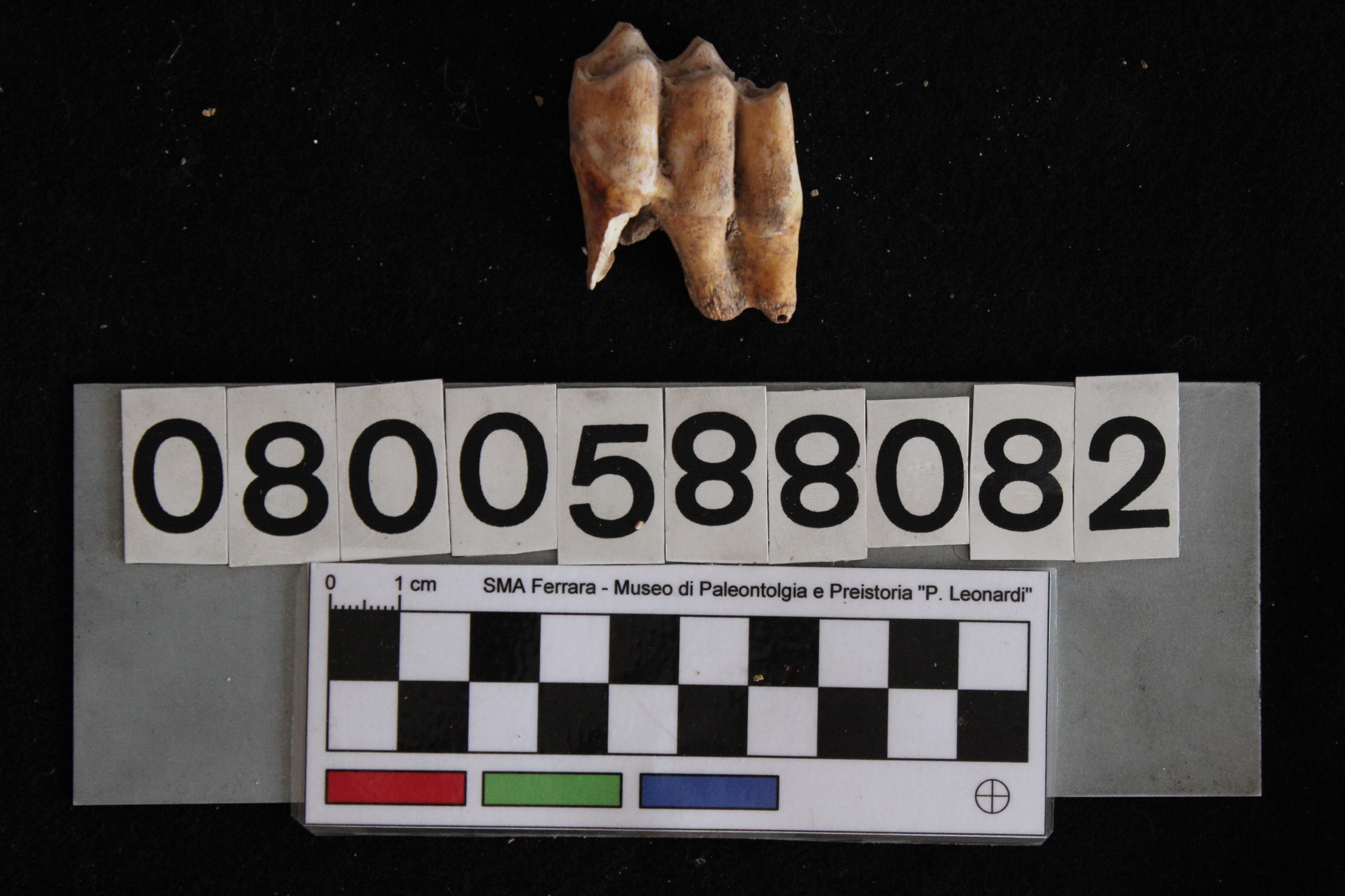 fossile (Cervus elaphus, dente, esemplare)