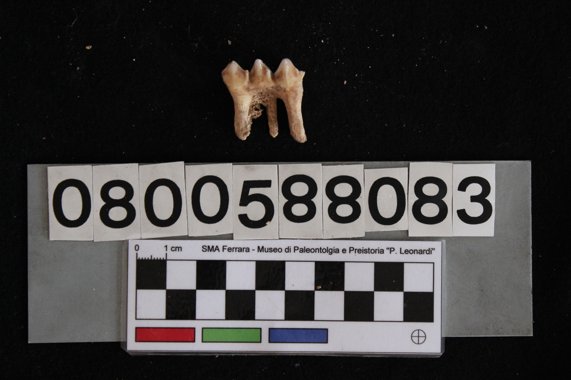 fossile (Cervus elaphus, denti, esemplare)