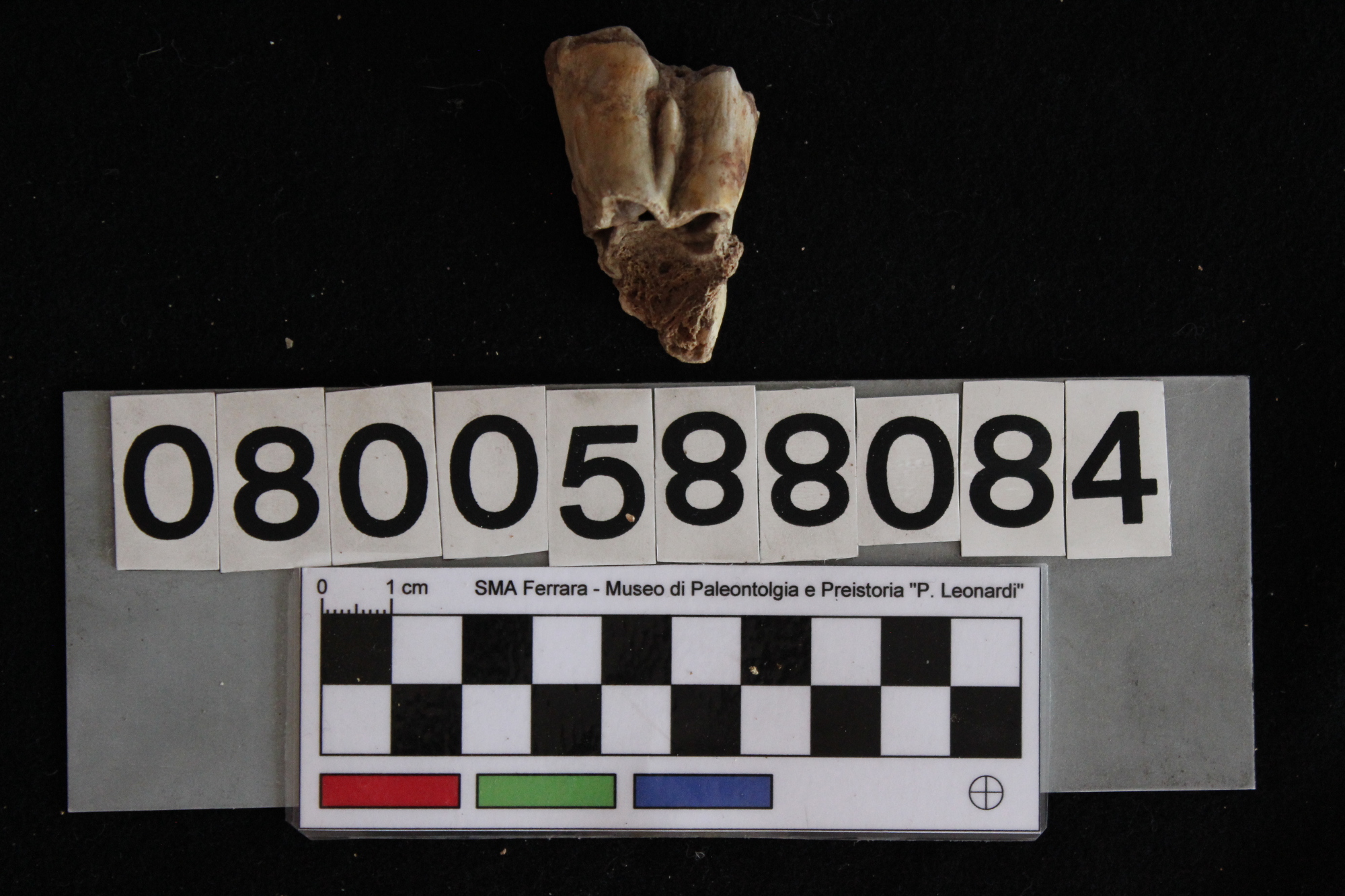 fossile (Bos sp., dente, esemplare)