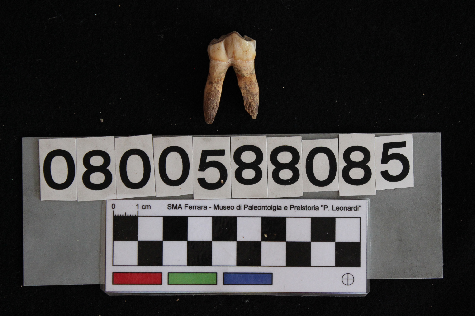 fossile (Bos sp., dente, esemplare)