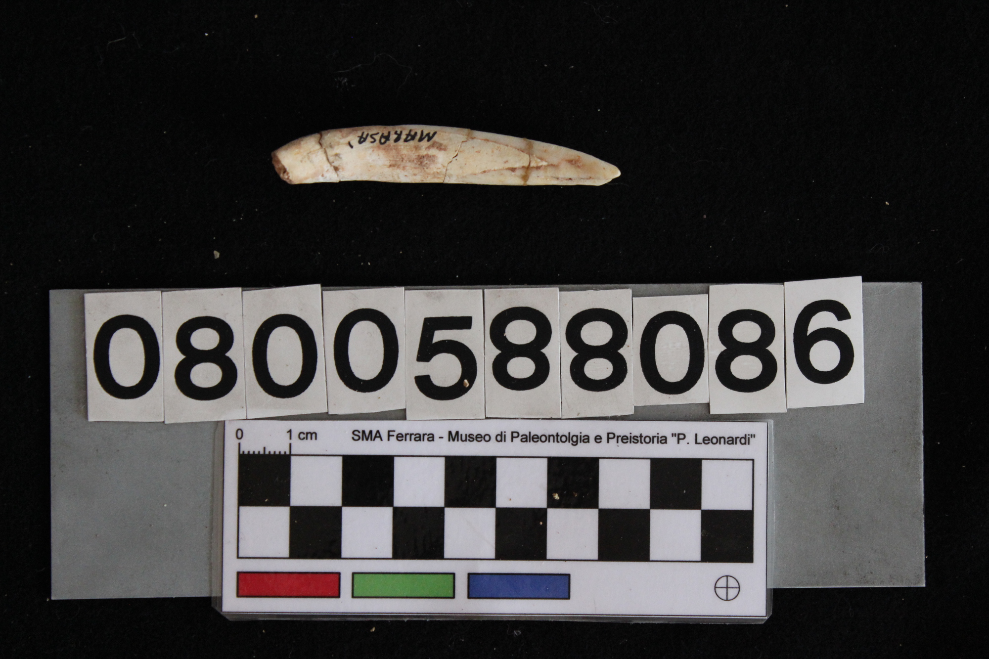 fossile (Bos primigenius, dente, esemplare)