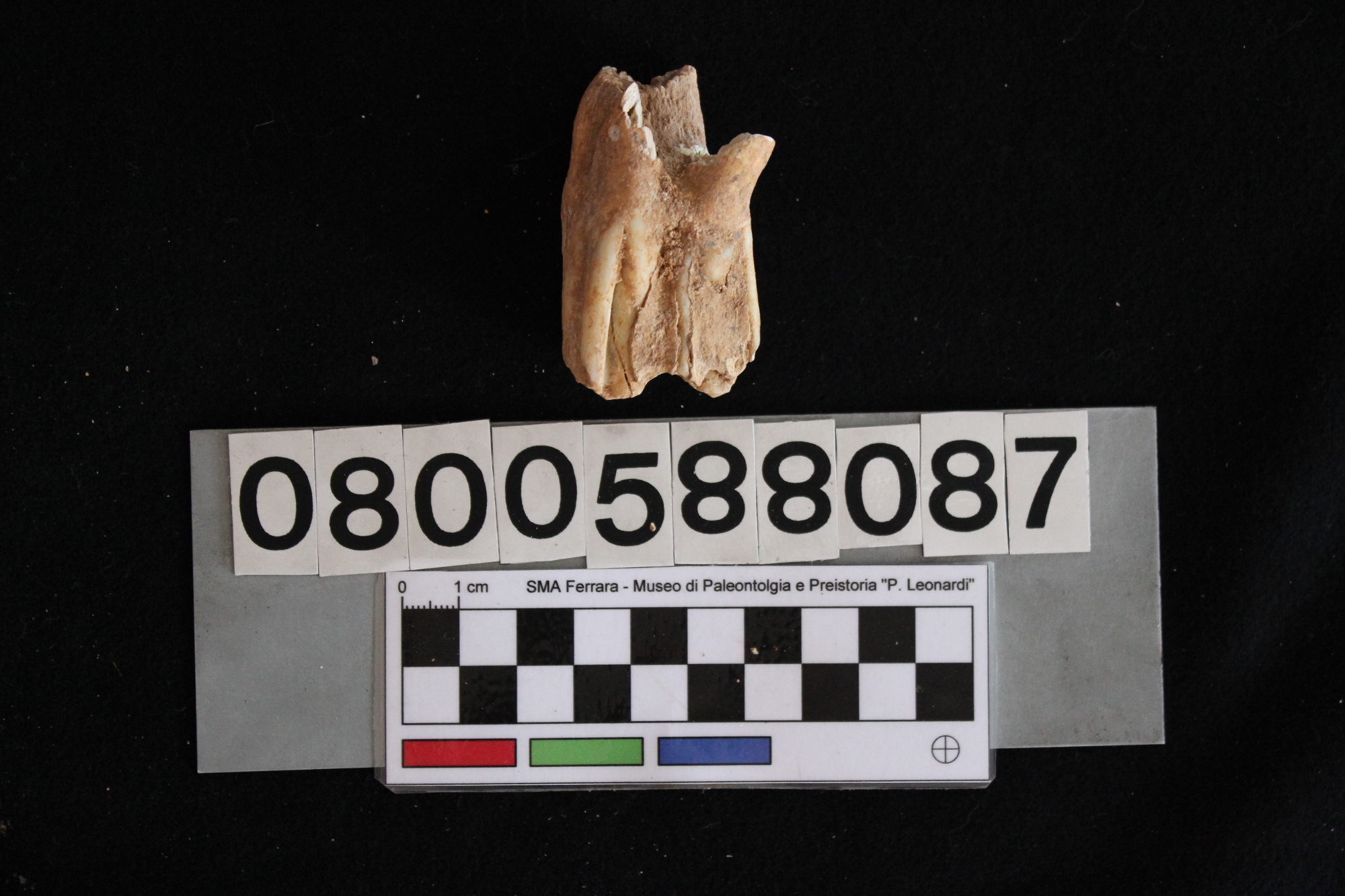 fossile (Sus scrofa, dente, esemplare)