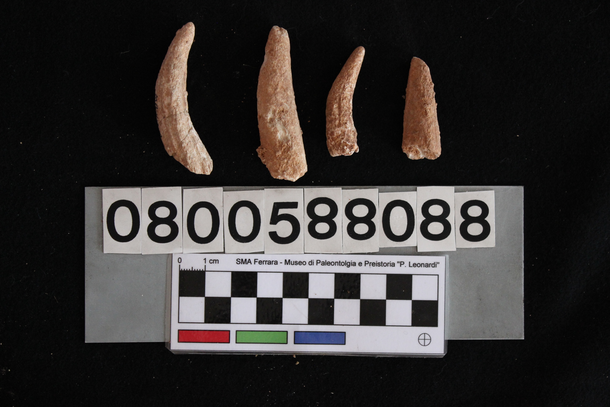 fossile (Cervus elaphus siciliae, fr. palco, serie)