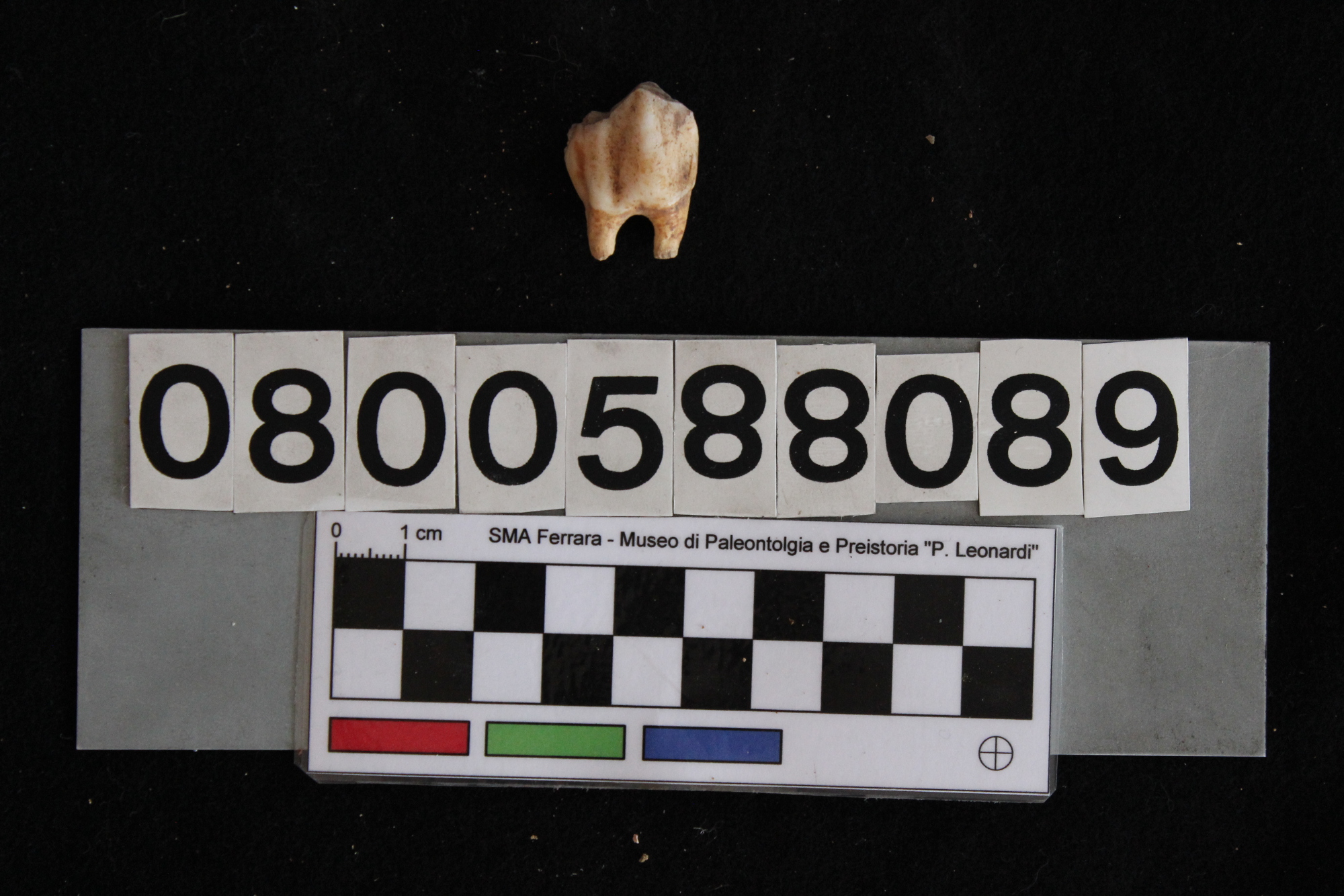 fossile (Cervus elaphus siciliae, dente, esemplare)