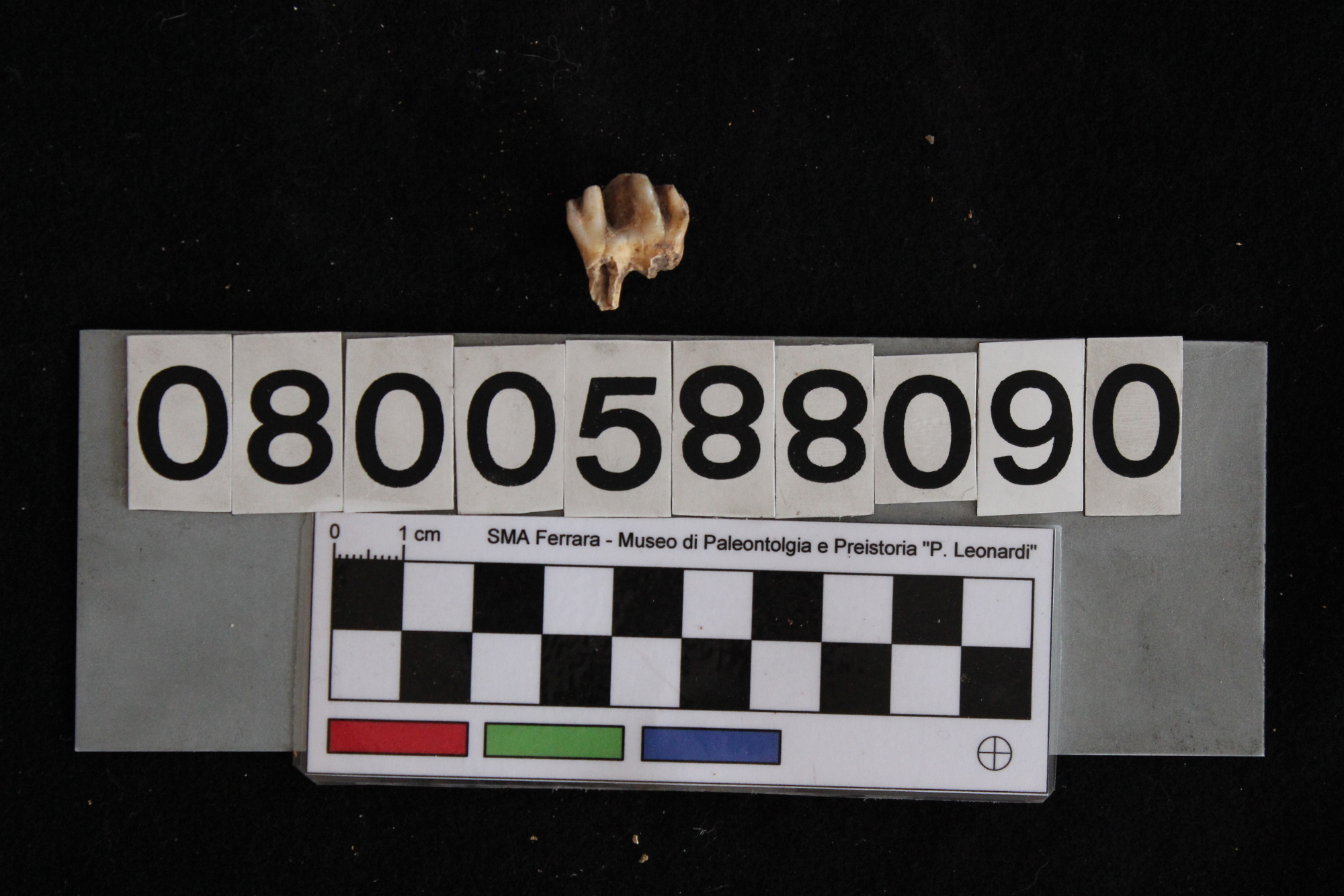 fossile (Cervus elaphus siciliae, dente, esemplare)