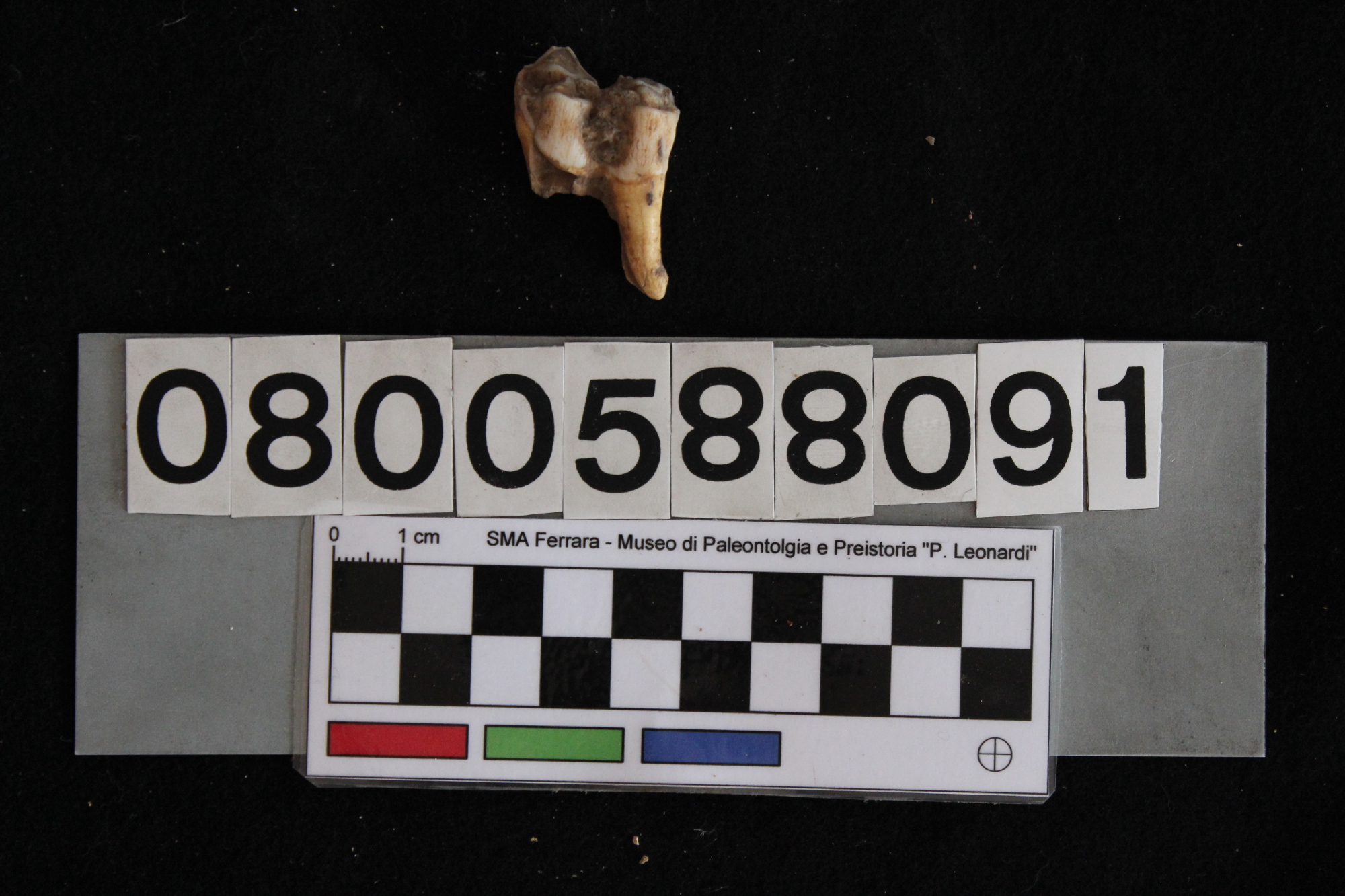 fossile (Cervus elaphus siciliae, dente, esemplare)