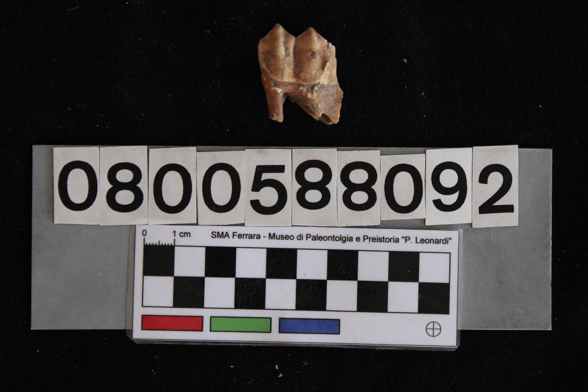 fossile (Cervus elaphus siciliae, dente, esemplare)