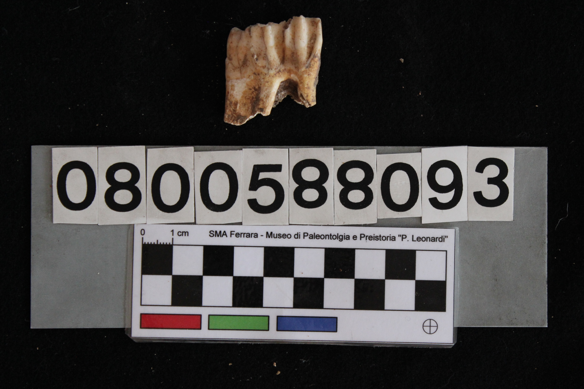 fossile (Cervus elaphus siciliae, dente, esemplare)