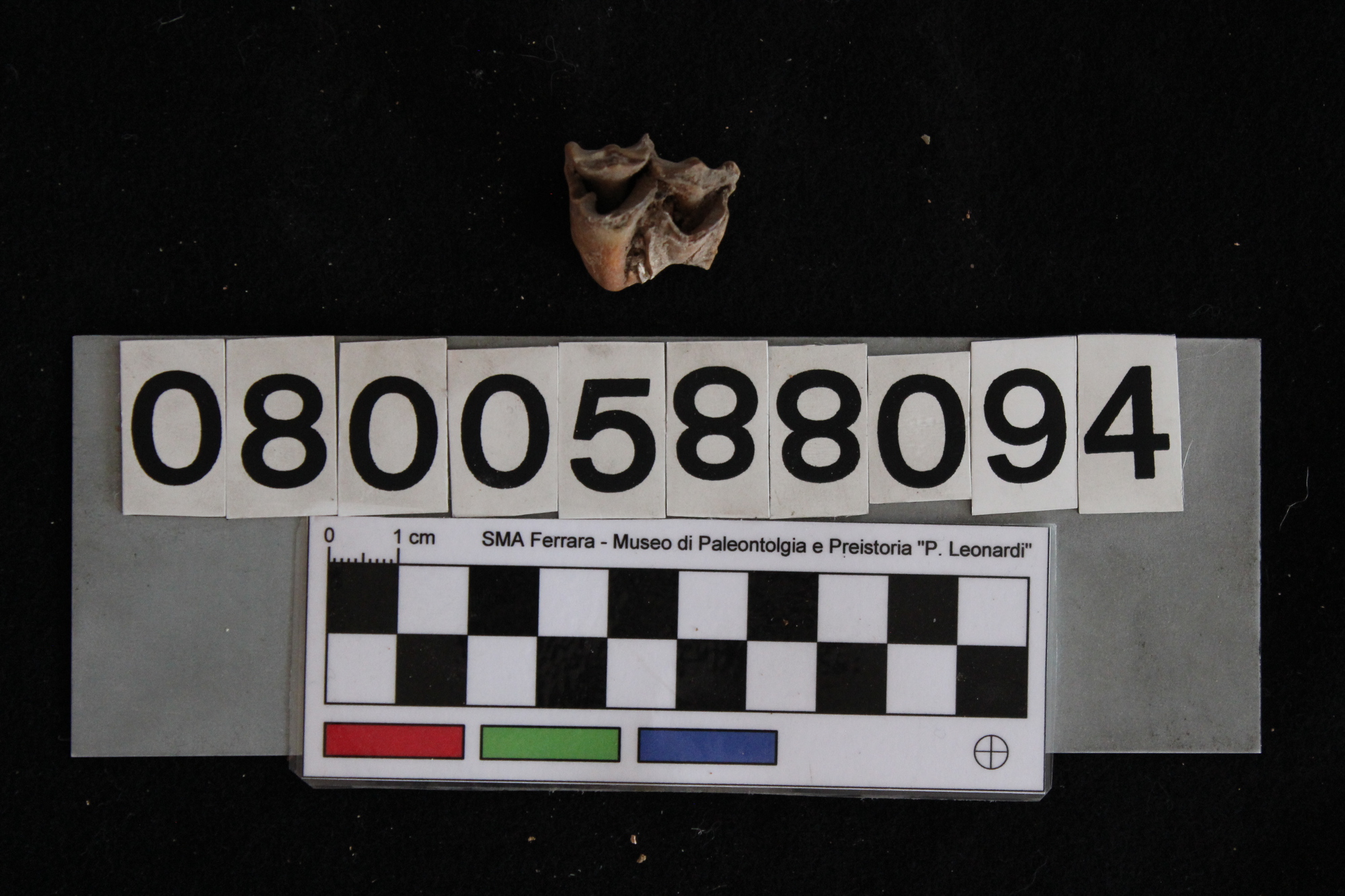 fossile (Cervus elaphus siciliae, dente, esemplare)