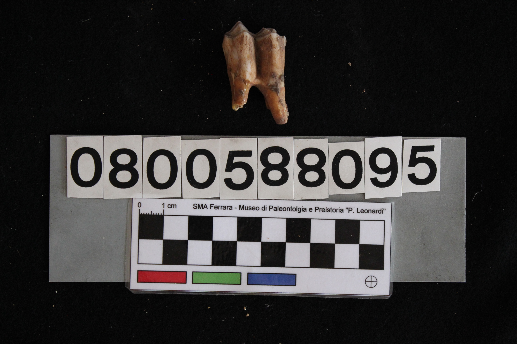 fossile (Cervus elaphus siciliae, dente, esemplare)