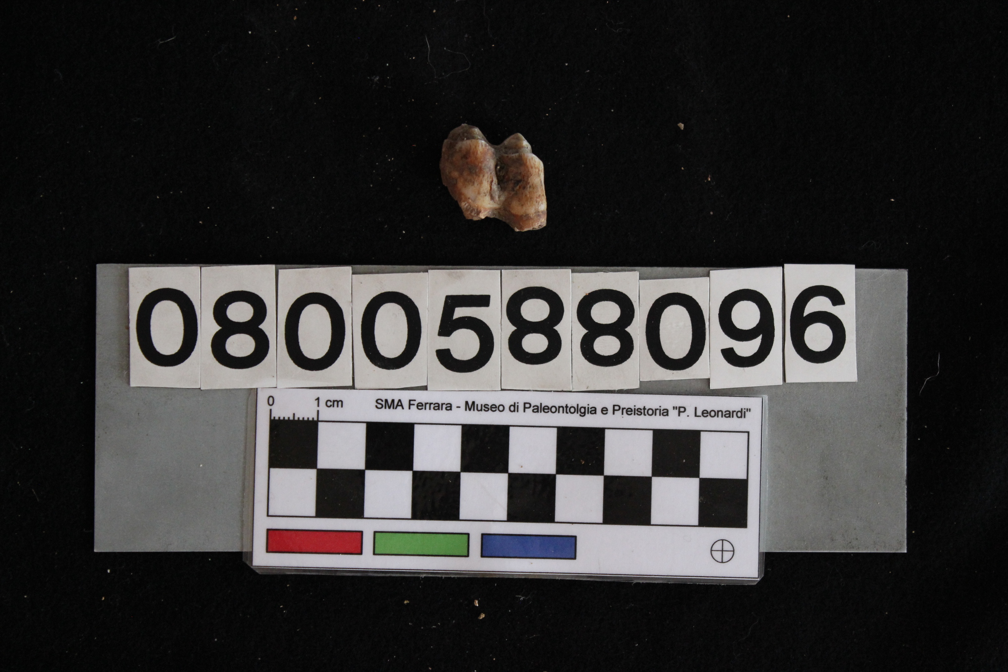 fossile (Cervus elaphus siciliae, dente, esemplare)