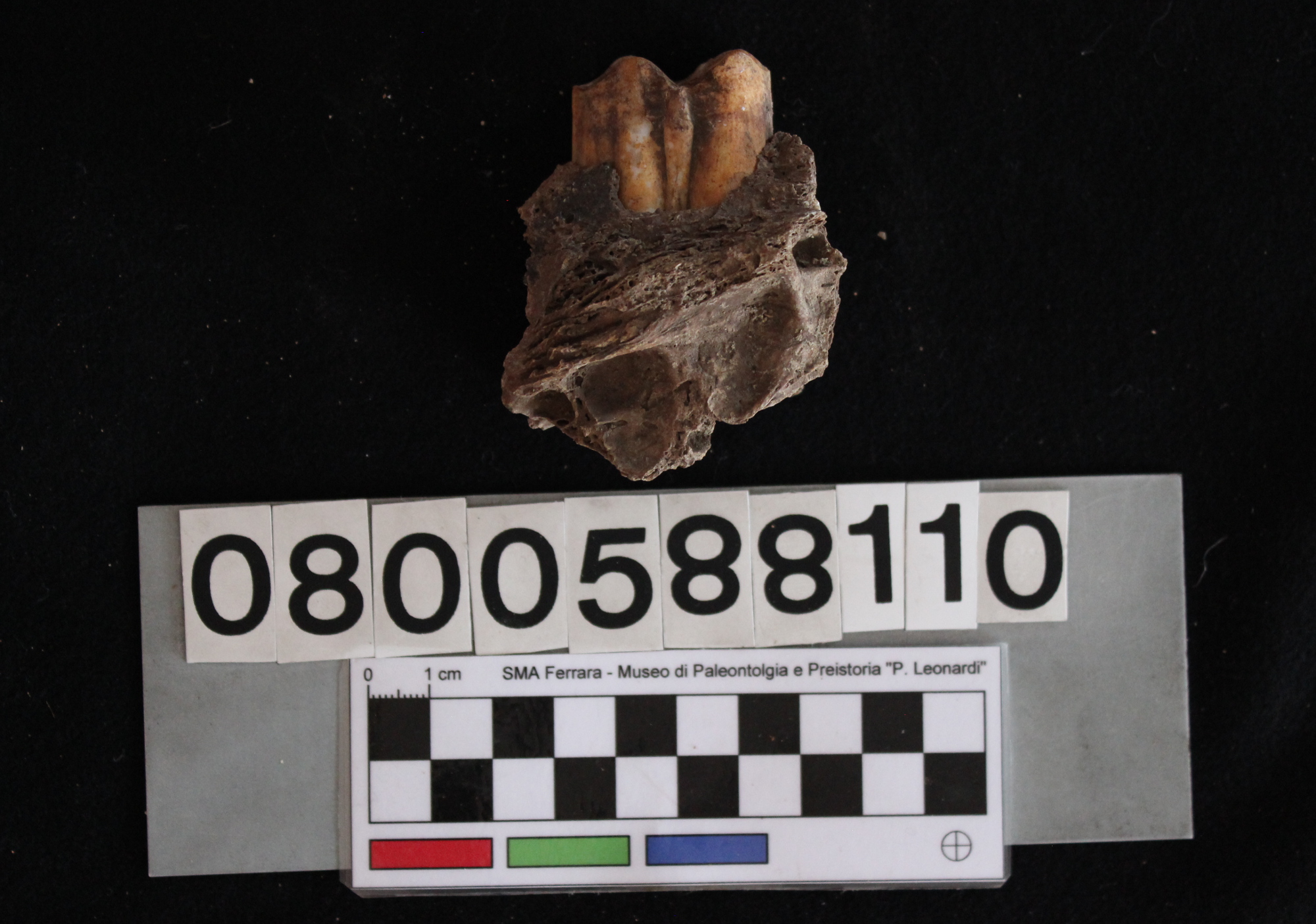 fossile (Bos sp., mascellare, esemplare)