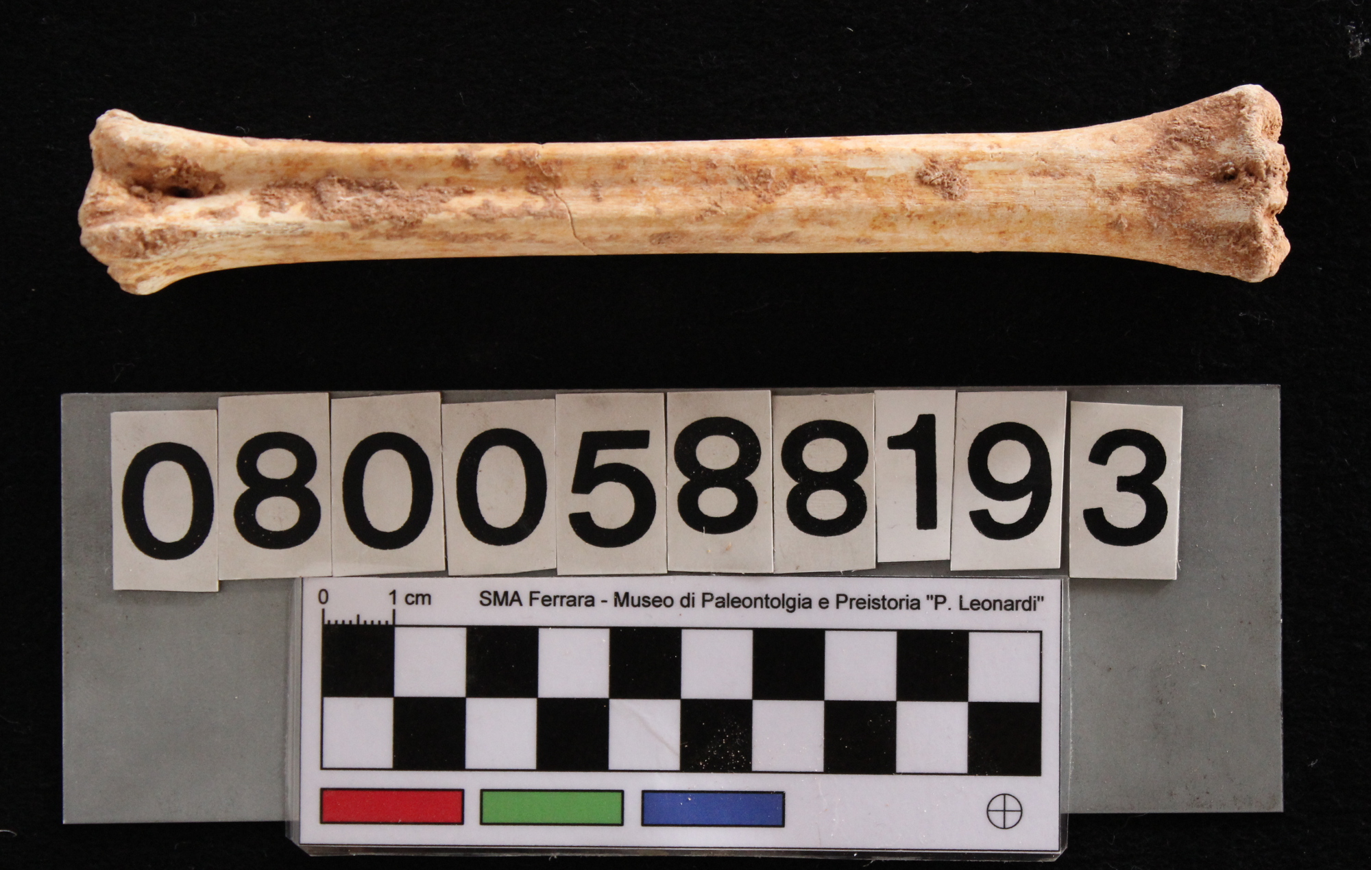 fossile (Cervus elaphus siciliae, metatarso, esemplare)