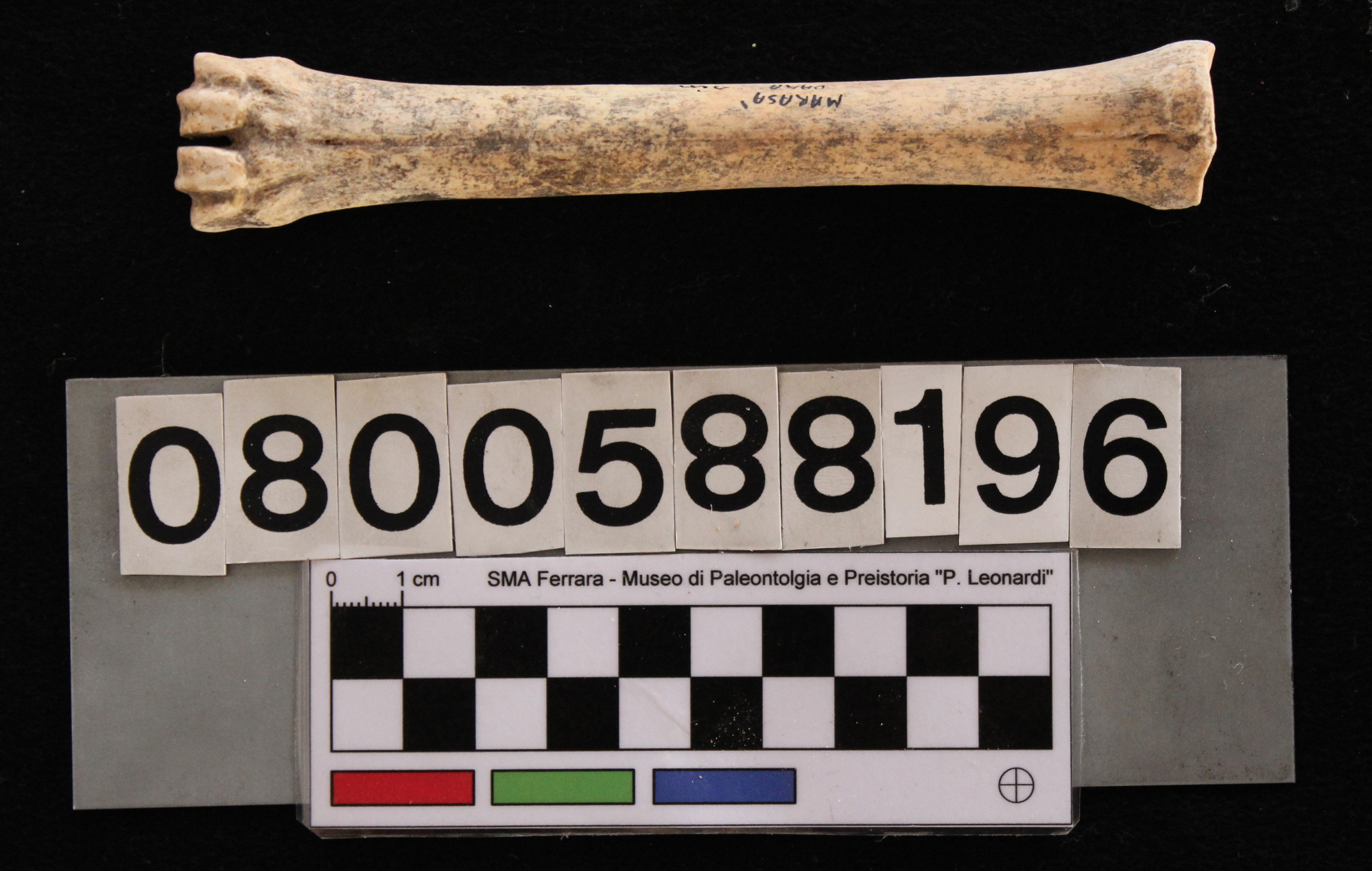 fossile (Cervus elaphus siciliae, metacarpo, esemplare)