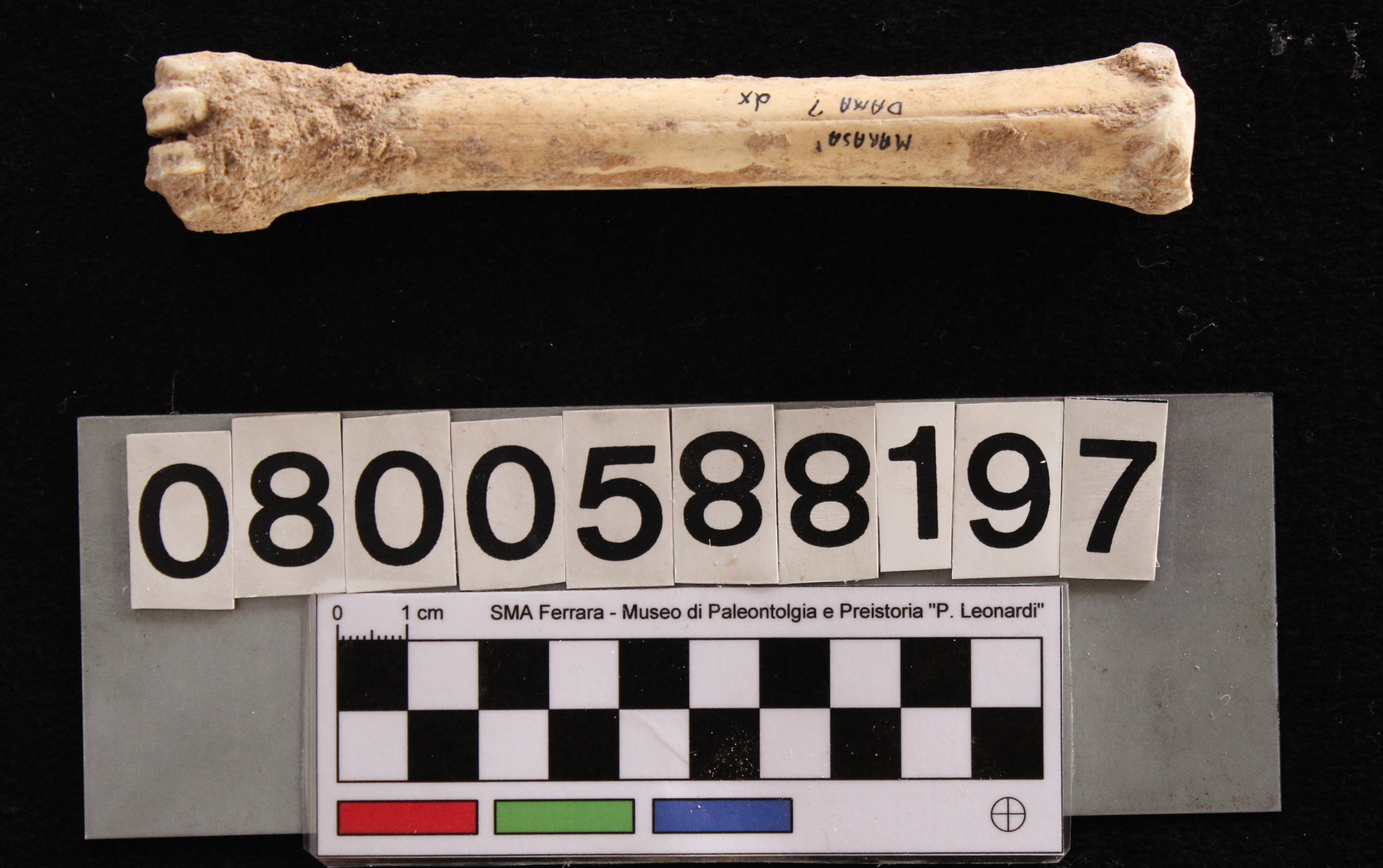 fossile (Cervus elaphus siciliae, metacarpo, esemplare)