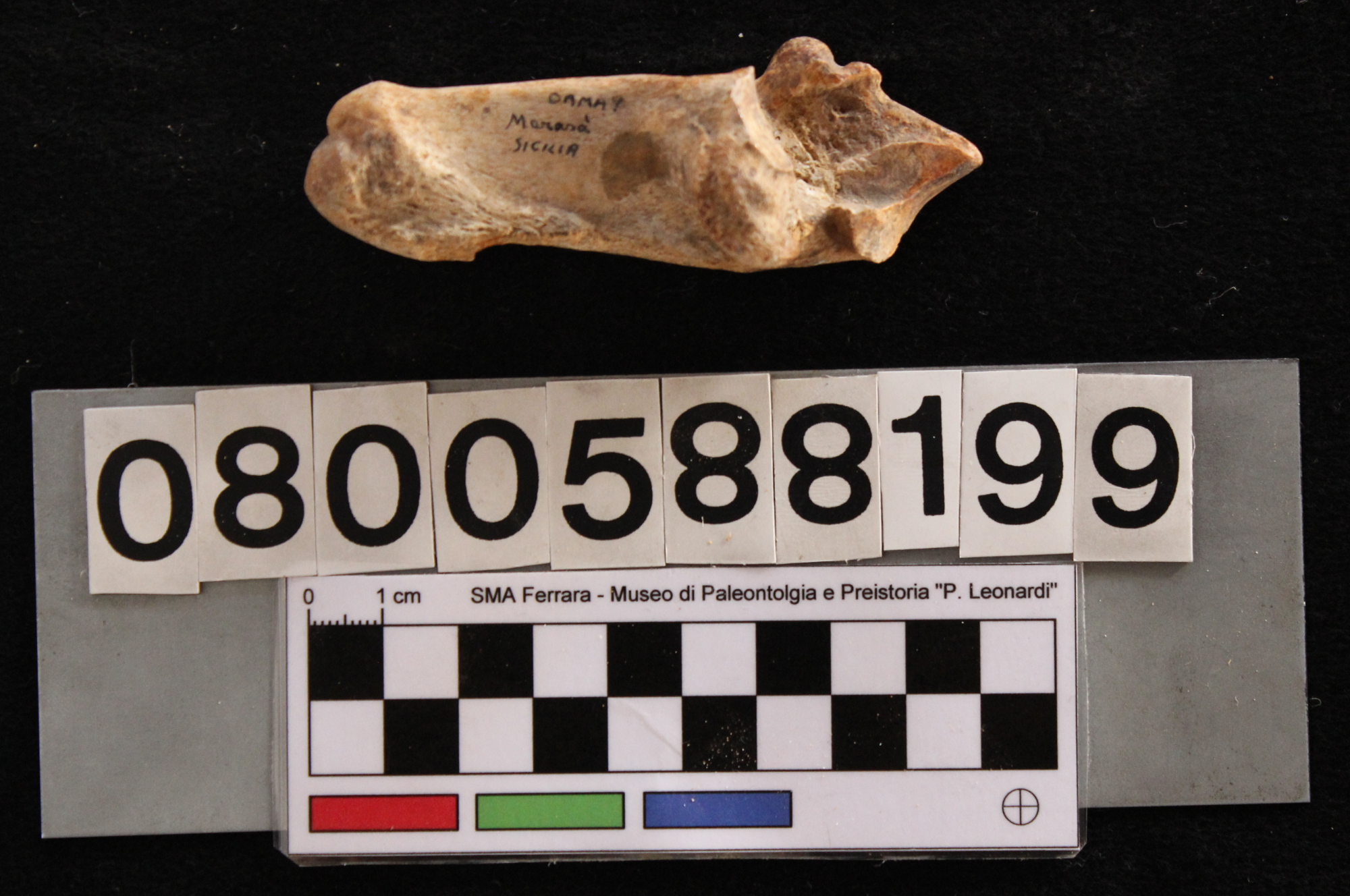 fossile (Cervus elaphus siciliae, calcagno, esemplare)