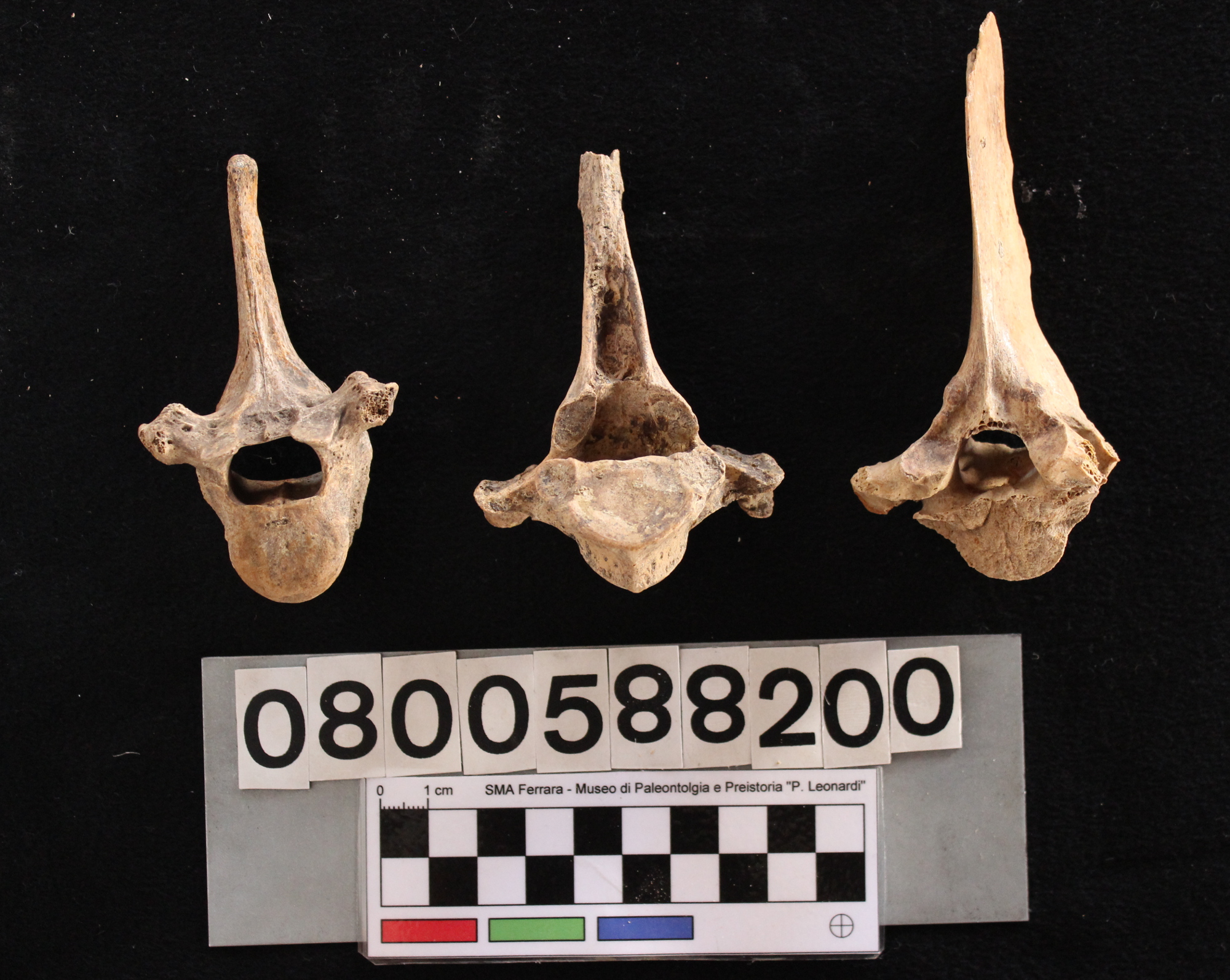 fossile (Crocuta crocuta spelaea, vertebre dorsali, serie)