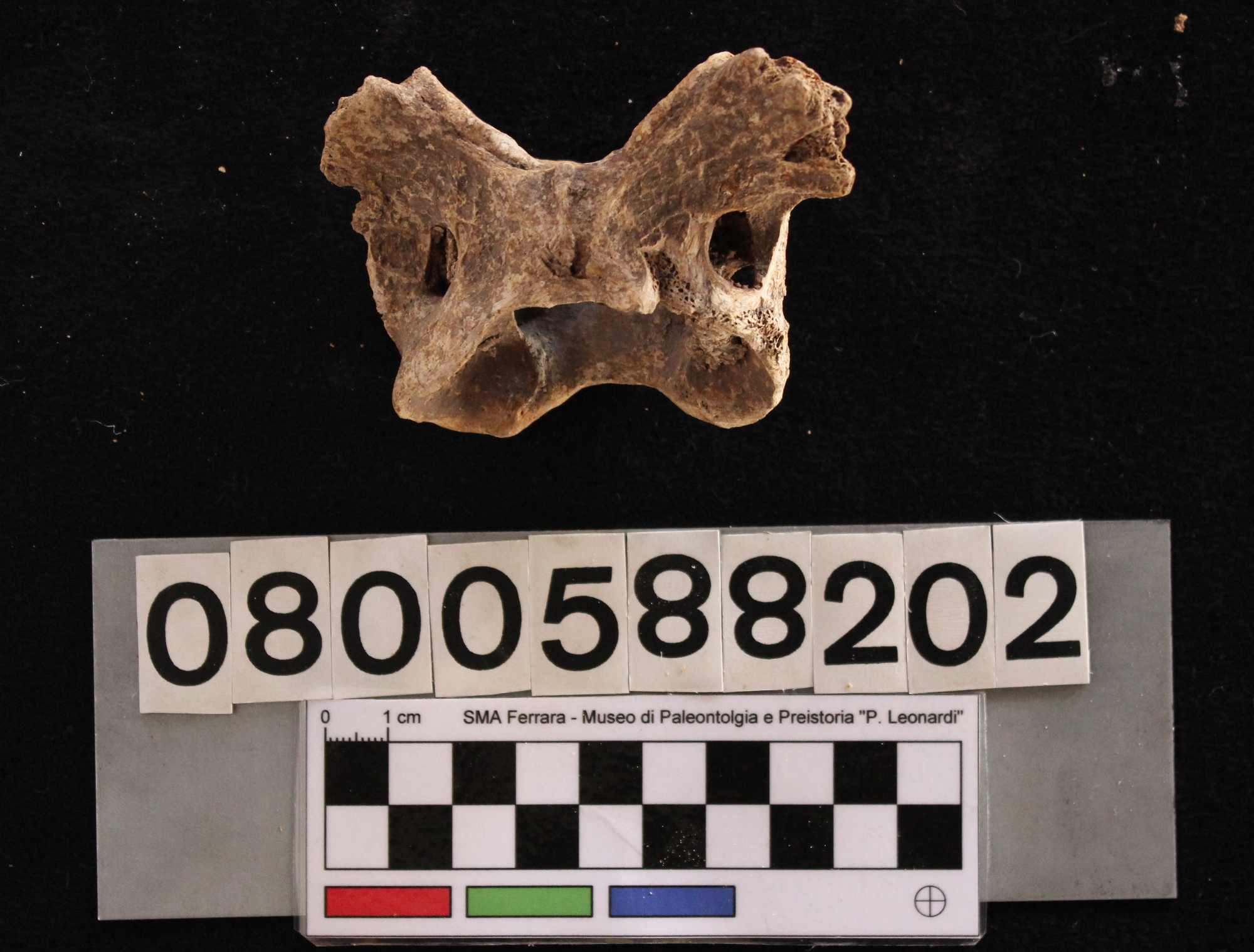 fossile (Crocuta crocuta spelaea, atlante, esemplare)