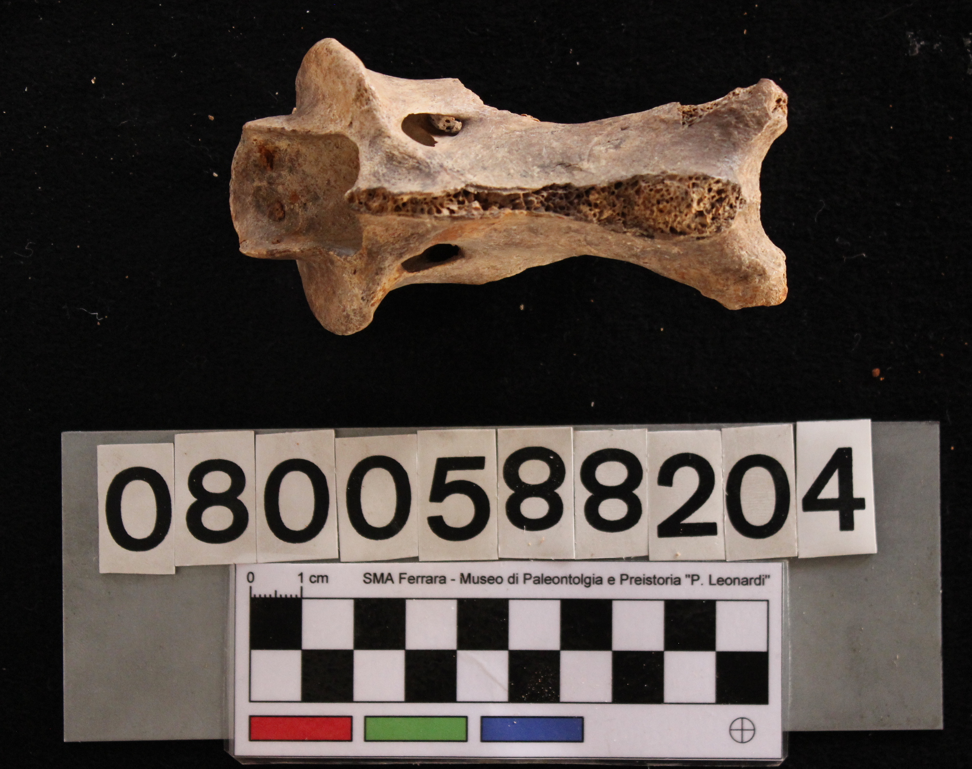 fossile (Cervus elaphus siciliae, epistrofeo, esemplare)