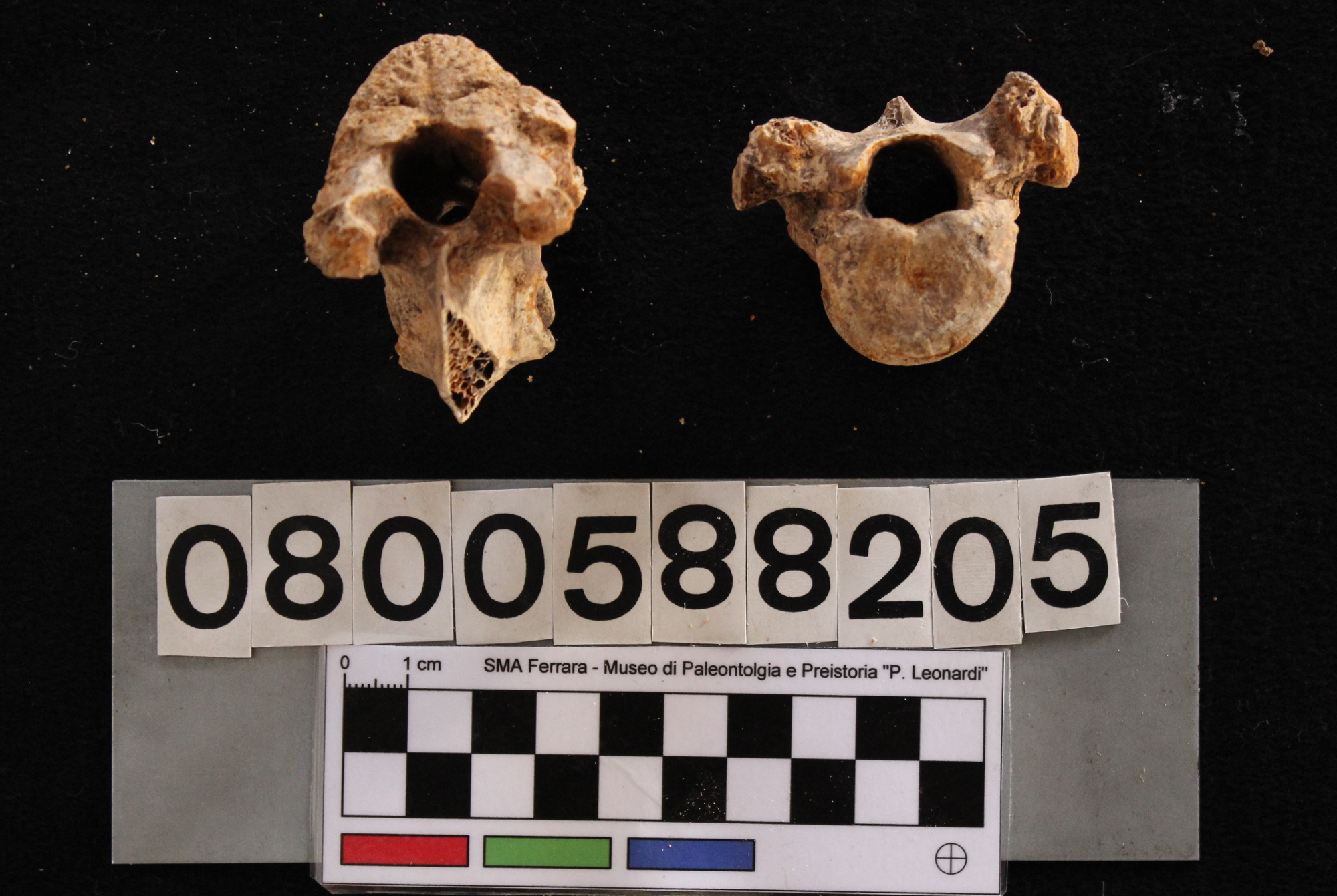 fossile (Sus scrofa, vertebre dorsali, serie)