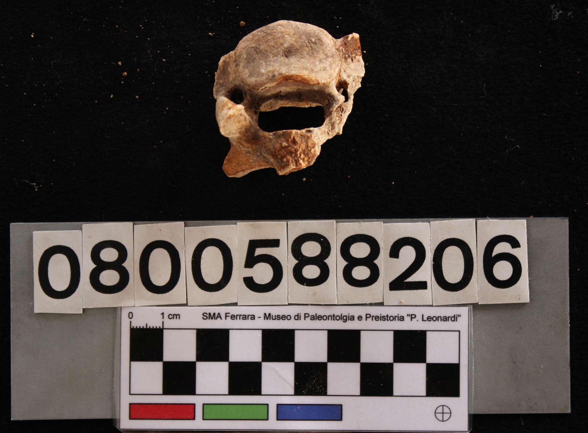 fossile (Sus scrofa, vertebra cervicale, esemplare)